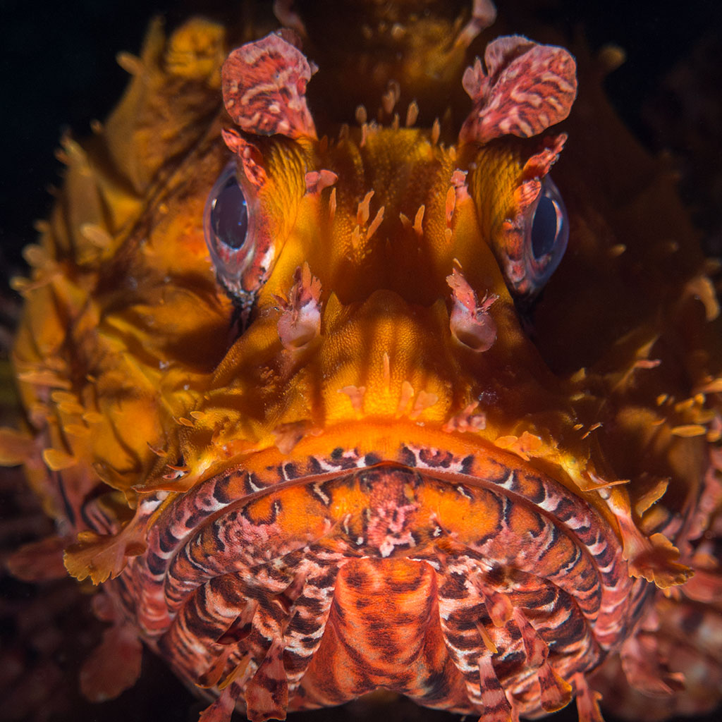 El rais of (low) funds