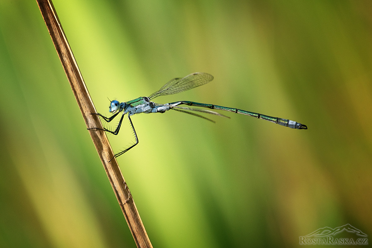 Lestes sponsa