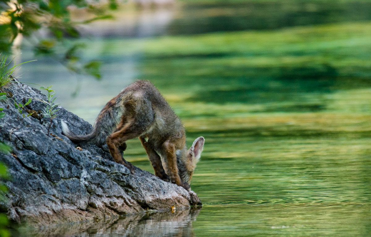 fox cub that quenches