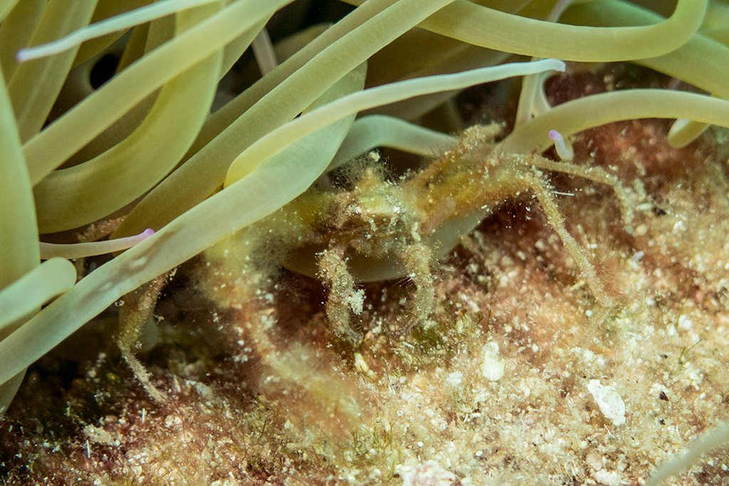 Interturn dell'attinia