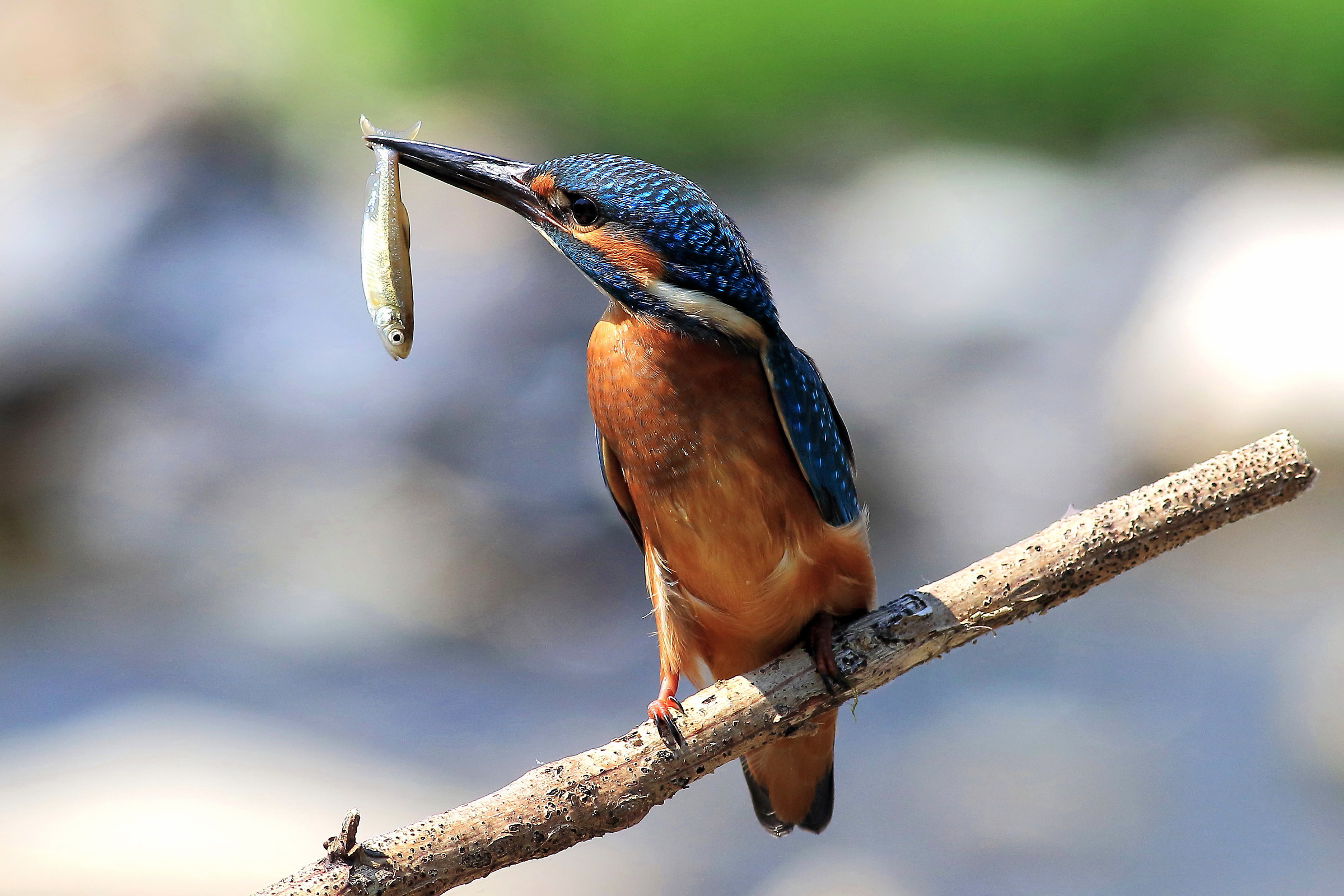 martin pescatore con vairone