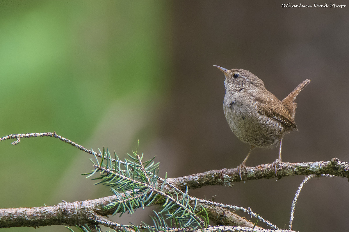 Troglodytes troglodytes Linnaeus, 1758