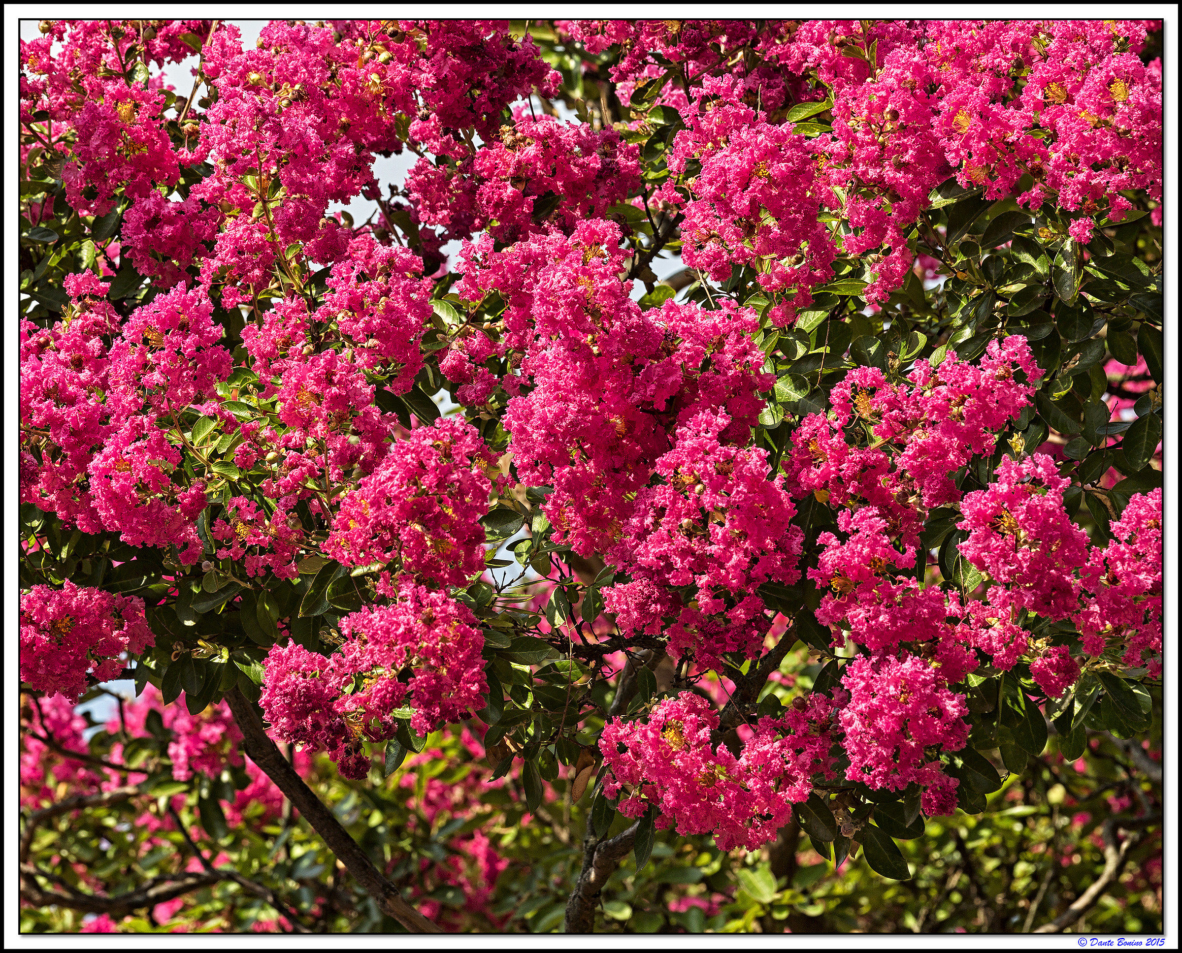 Lagerstroemia fiorita