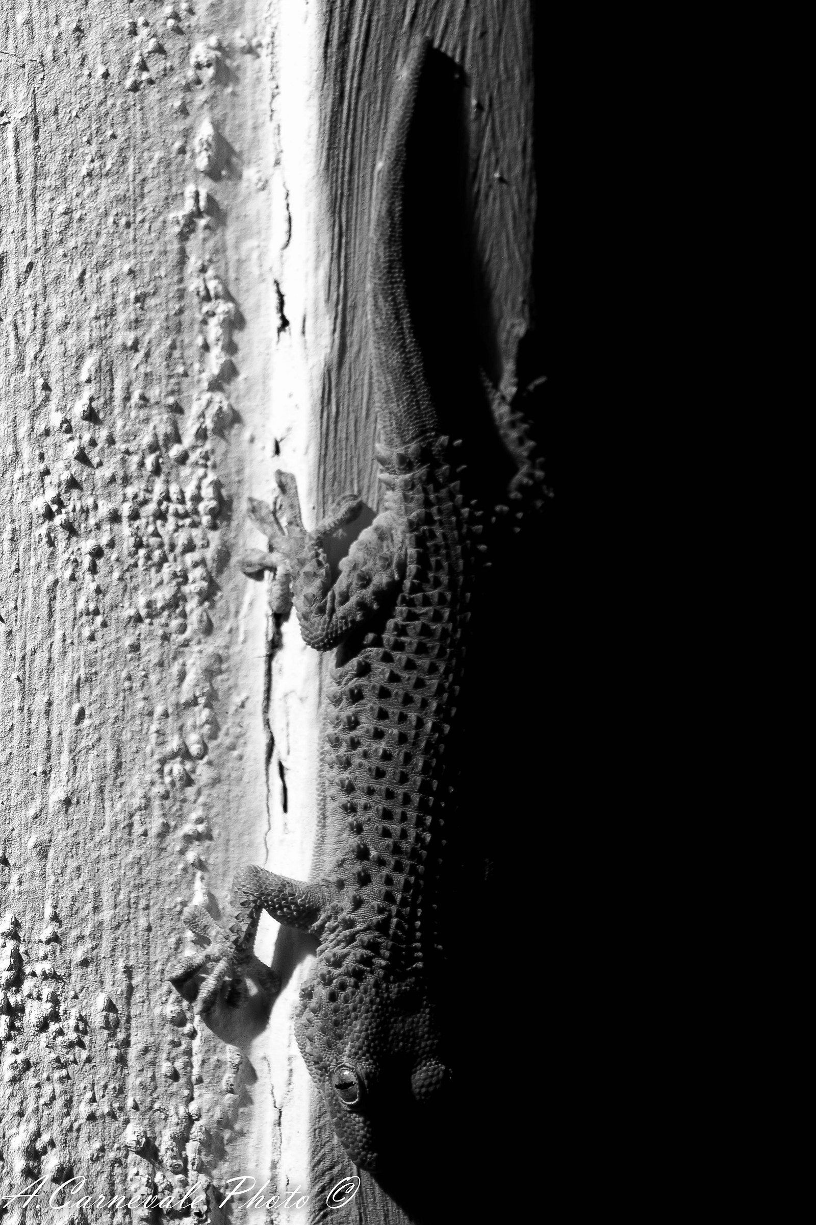 ... Among the black and white ...