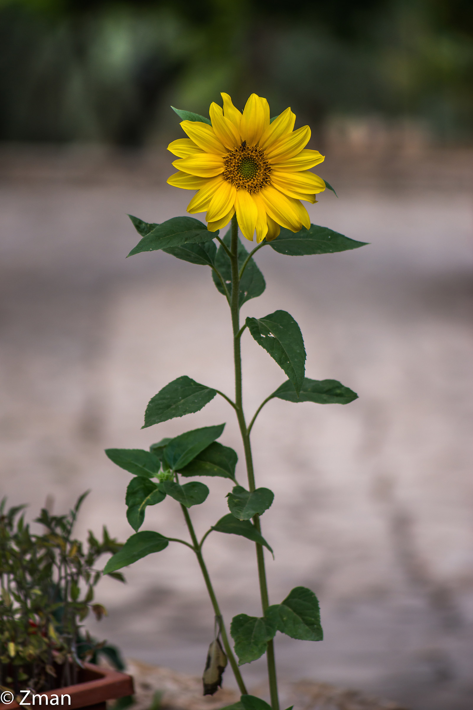 Sunflower