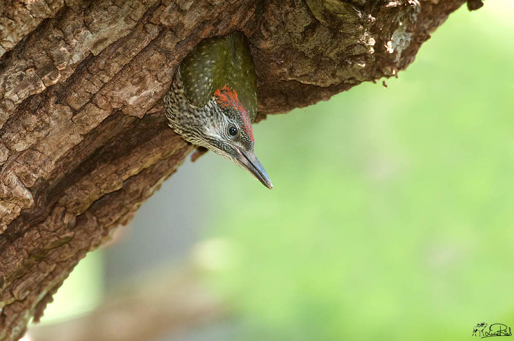 E arrivato il momento di abbandonare il nido!