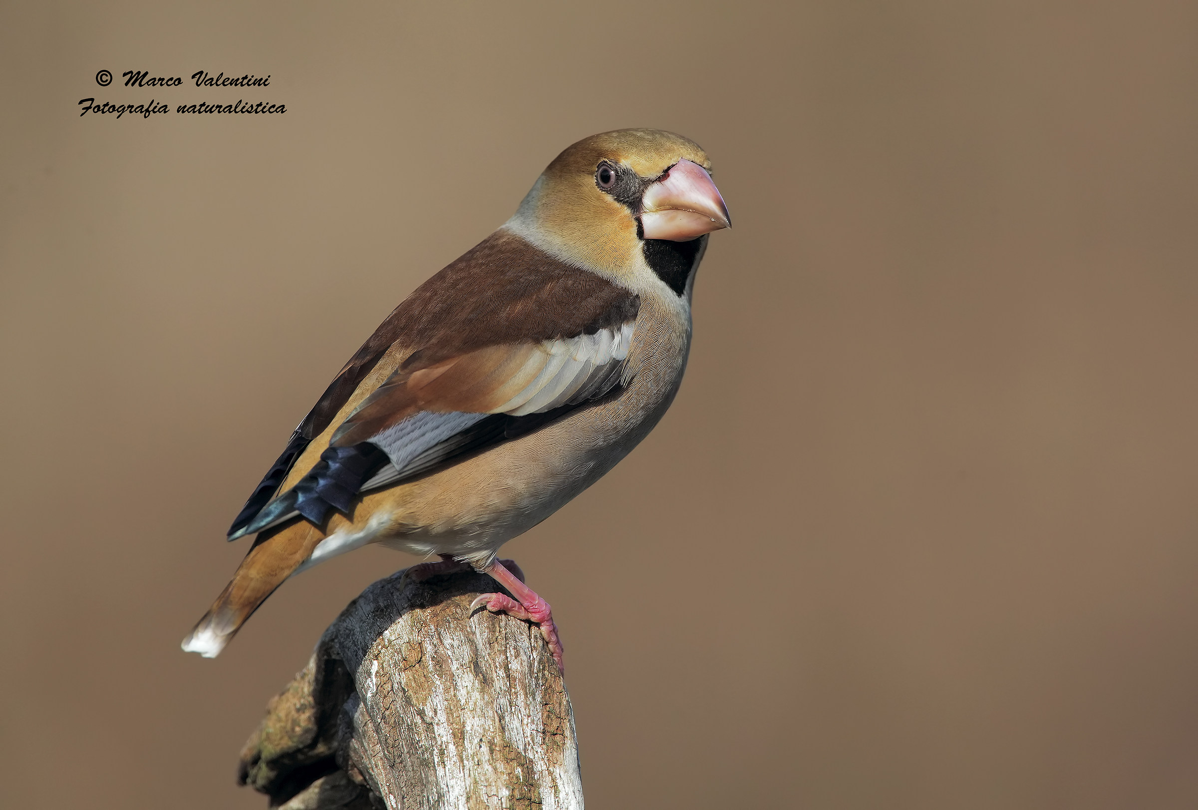 Grosbeak female