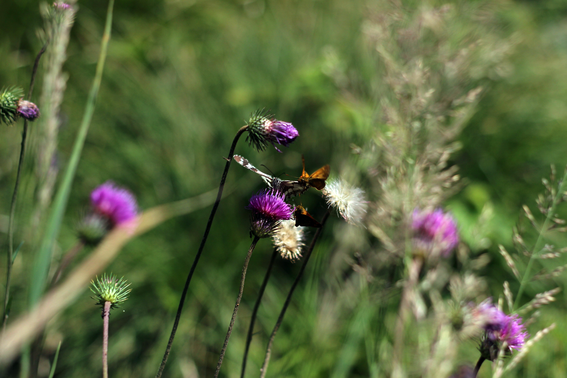 The struggle of the butterflies