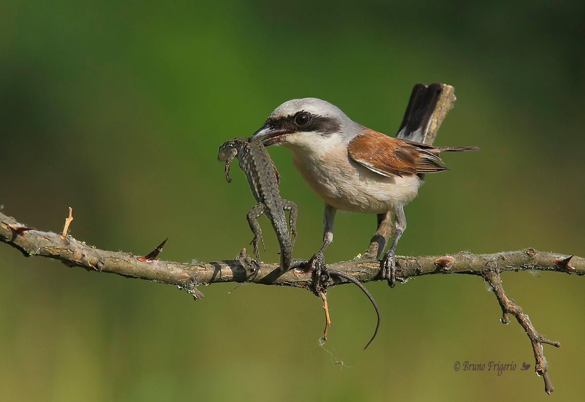 shrike with prey