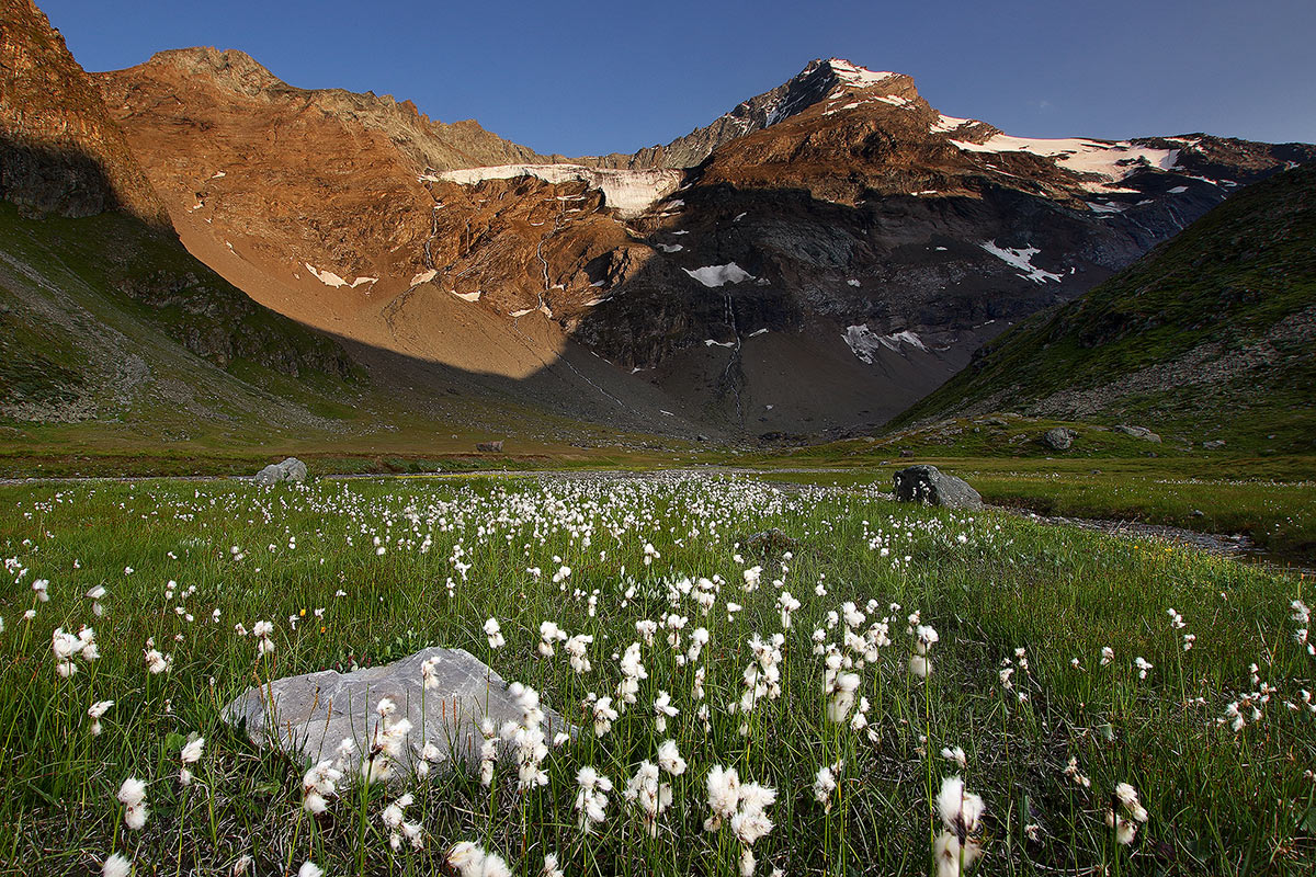 Cotton grass and Grivola