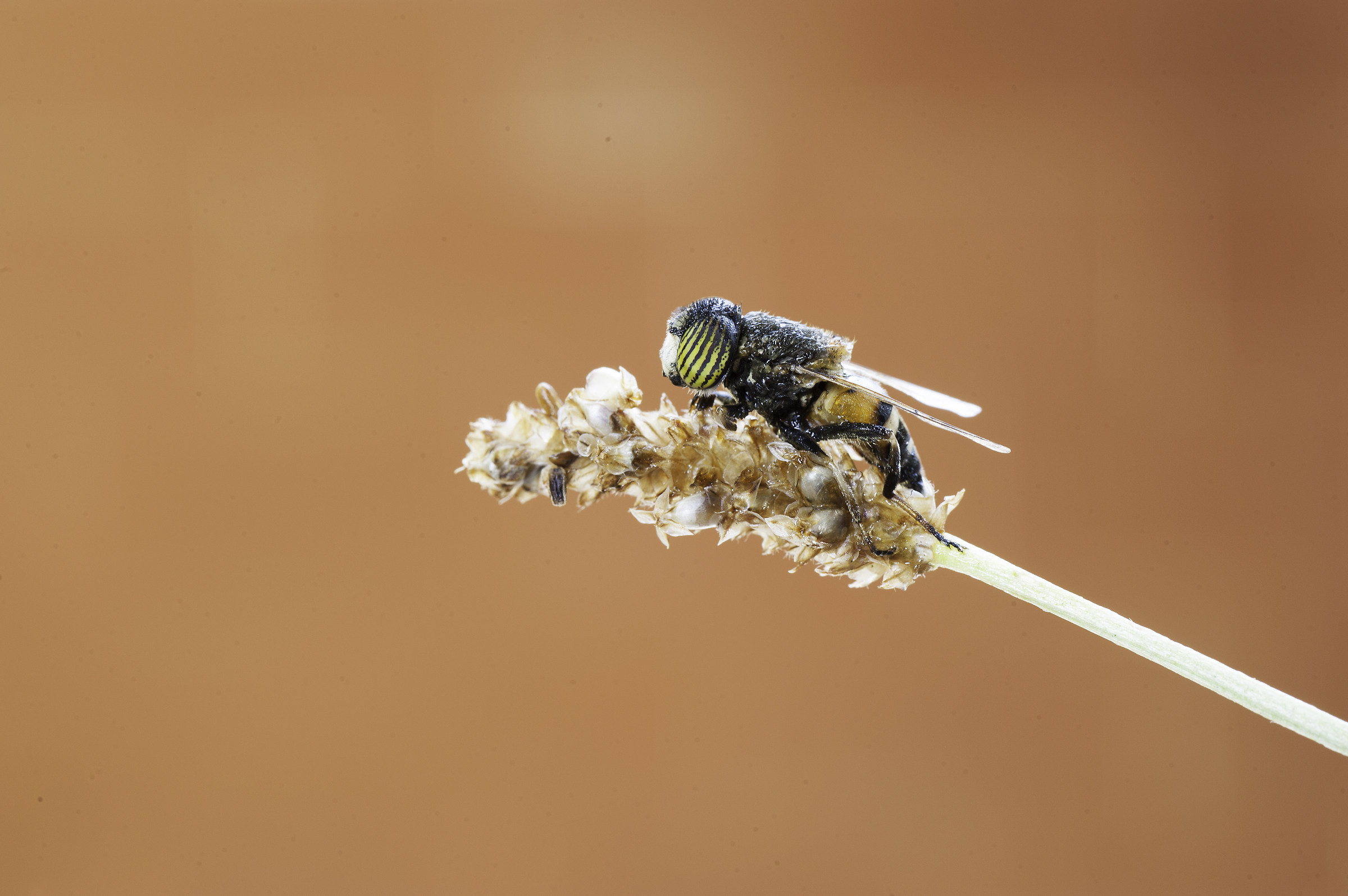 Eristalinus taeniops (Wiedemann, 1818)