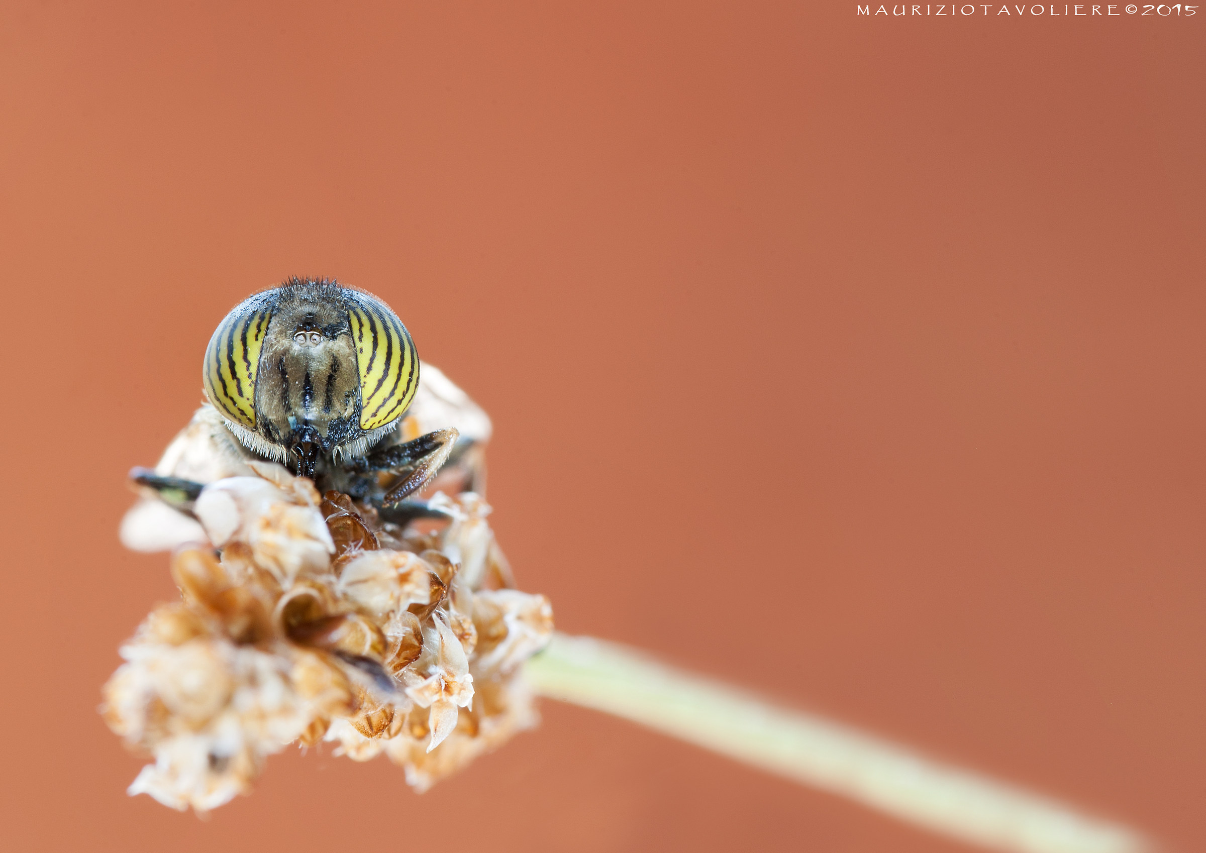 Eristalinus taeniops (Wiedemann, 1818)