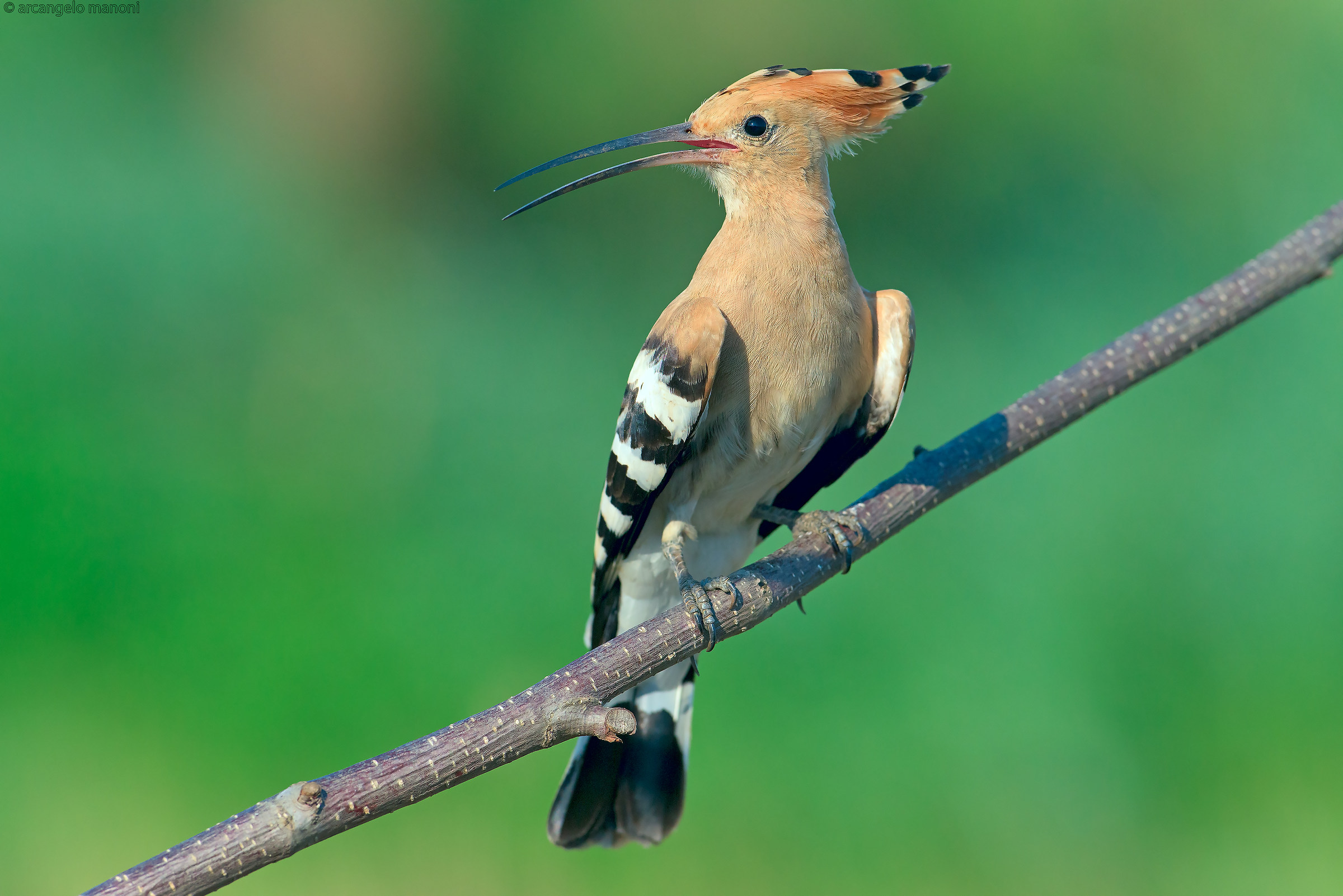 Il richiamo del'upupa