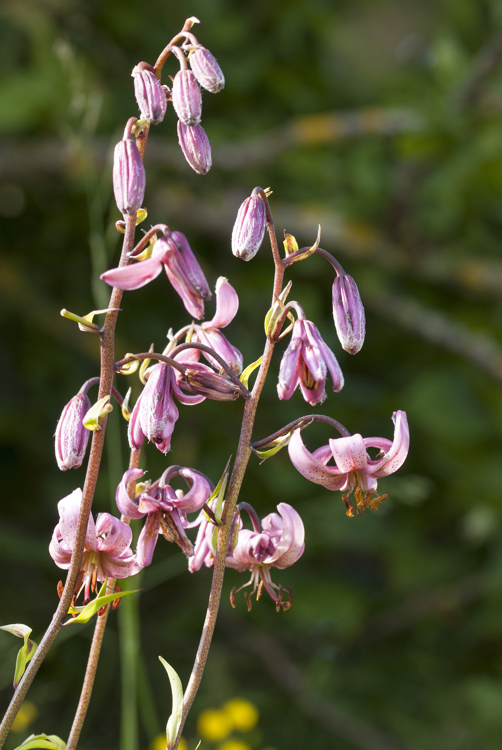 Turk's cap lily.