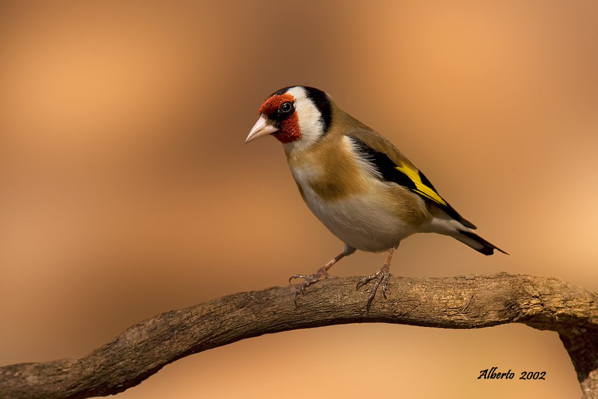 goldfinch