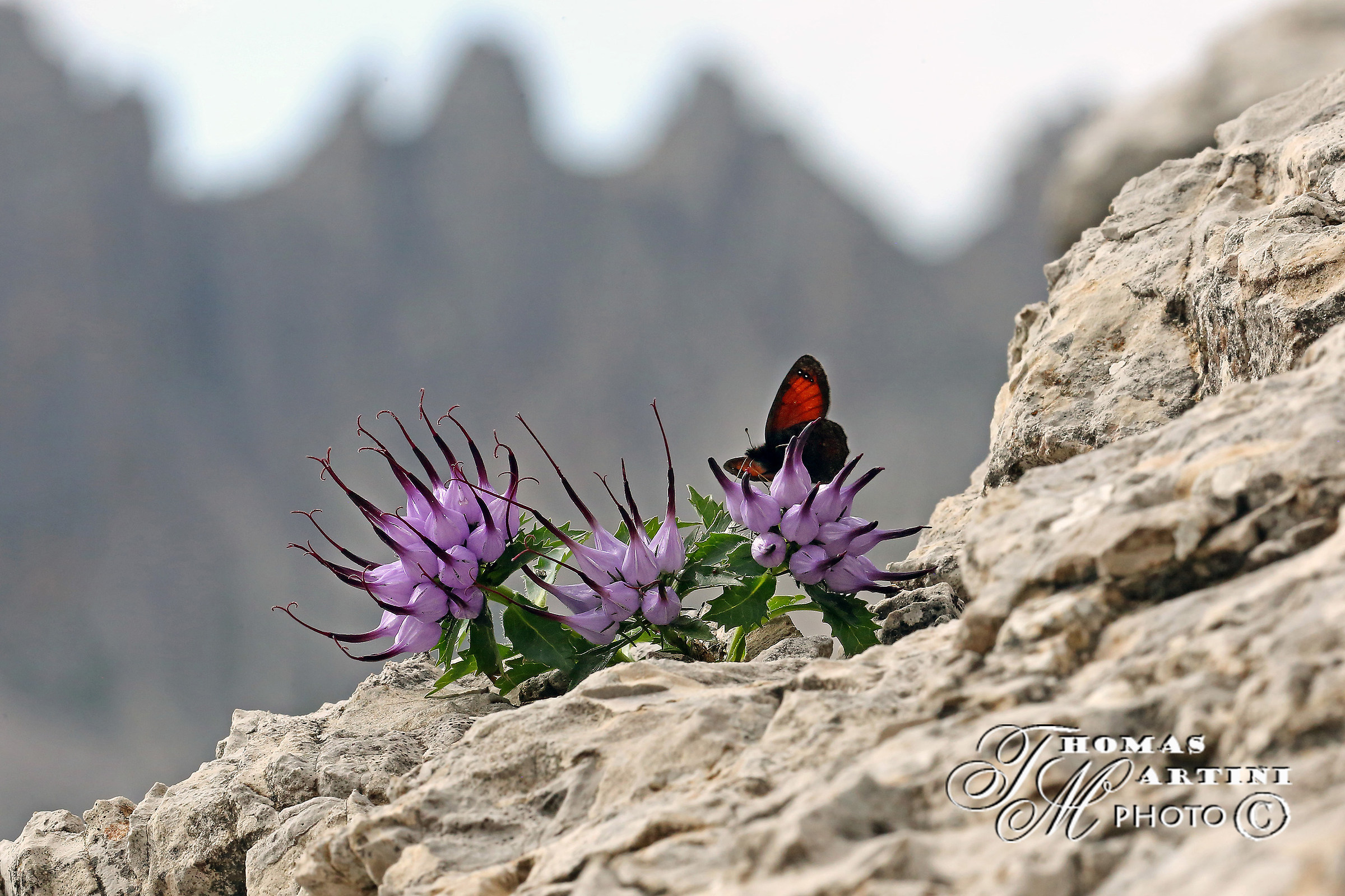 Rampions with butterfly (Brenta)