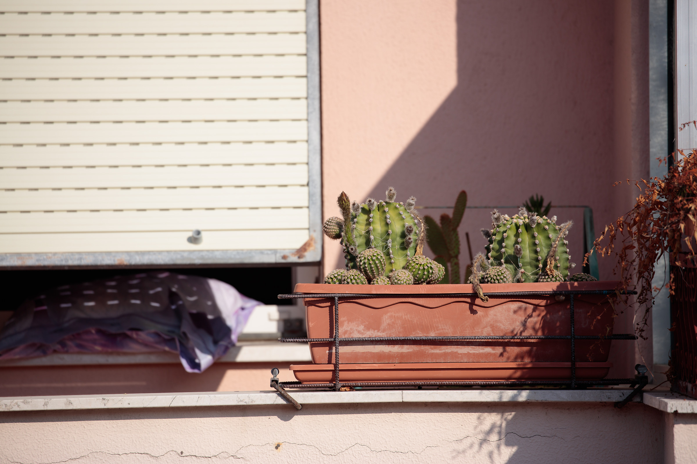 5Dsr downrez 8000px f/5.6