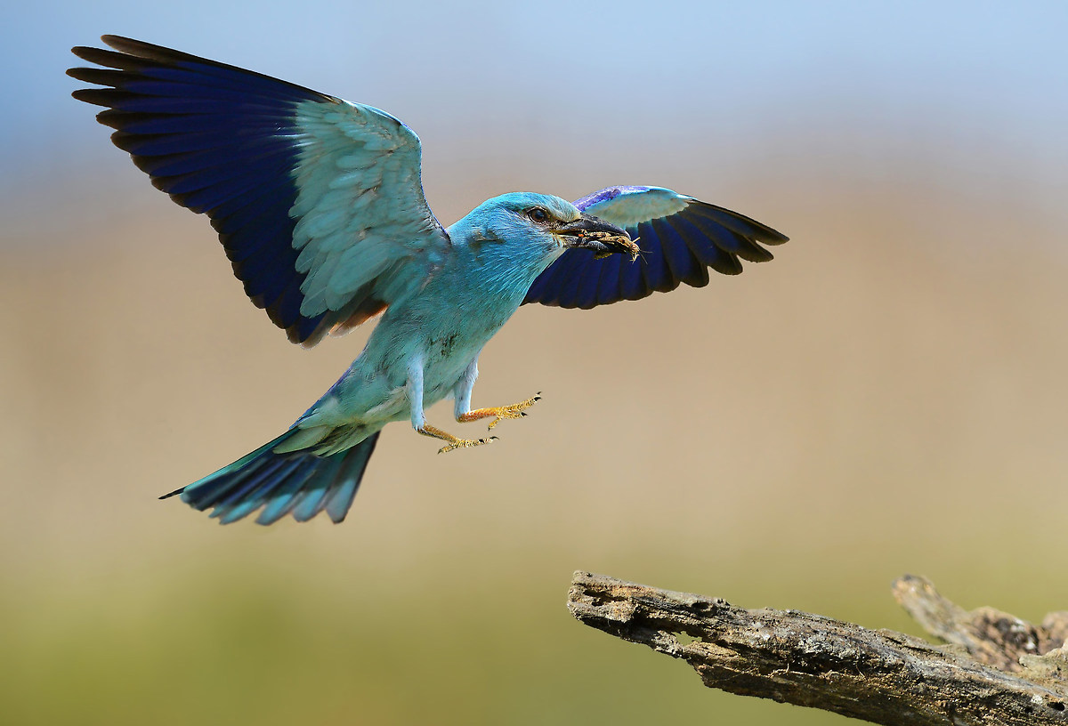 ghiandaia marina con preda1