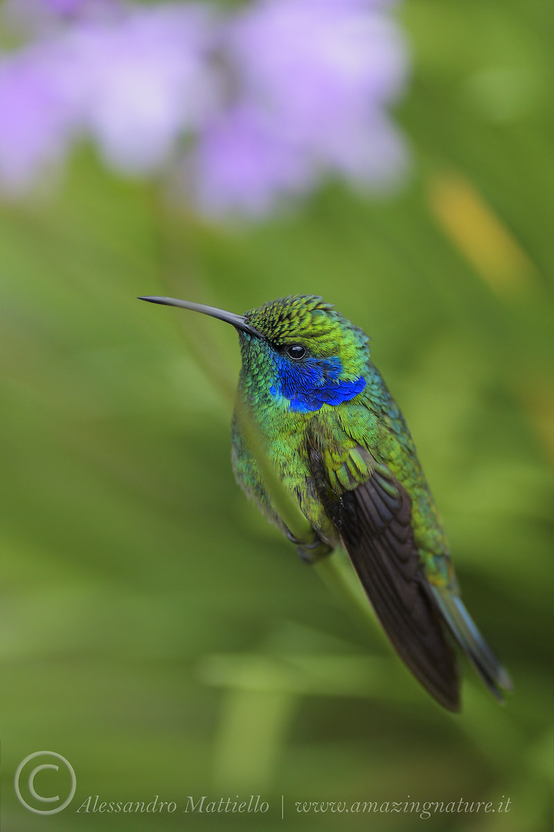 Hummingbird orecchieviola talassino