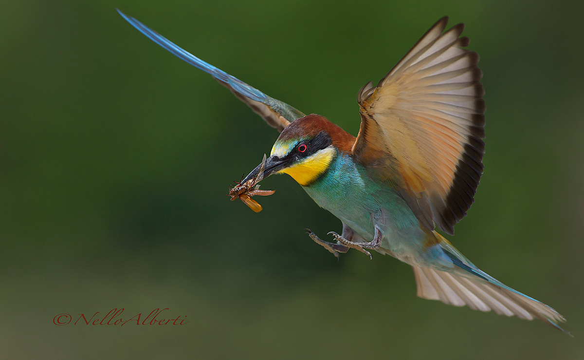 Arrivooo !! gruccione con maggiolino