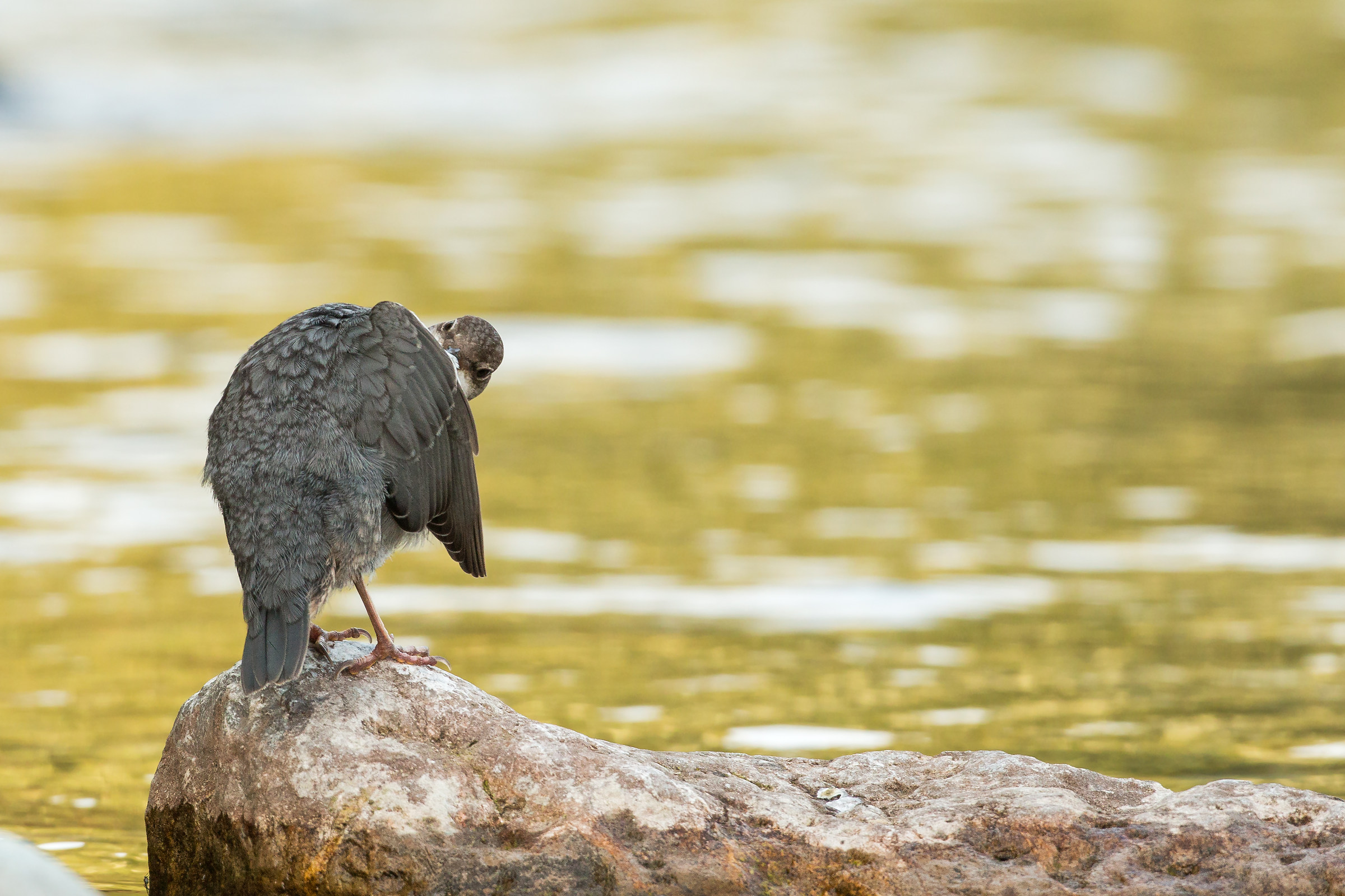 non guardarmi così, mi metti in imbarazzo!