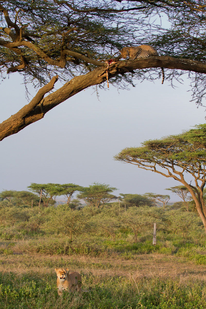 Ucci ucci sento odor di leoparducci......