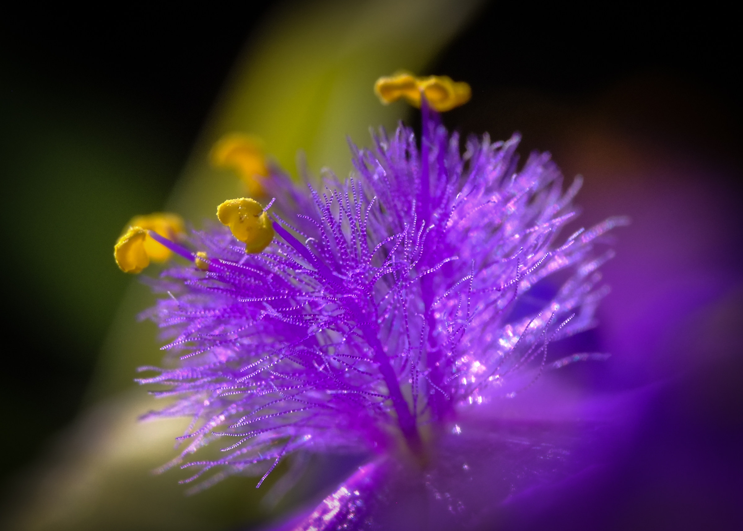 tradescantia virginiana
