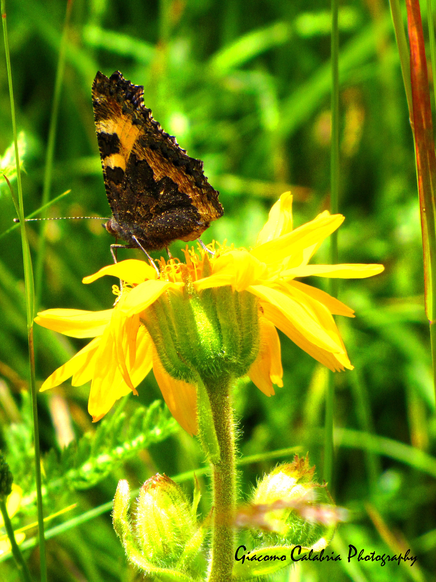 the butterfly on the flower