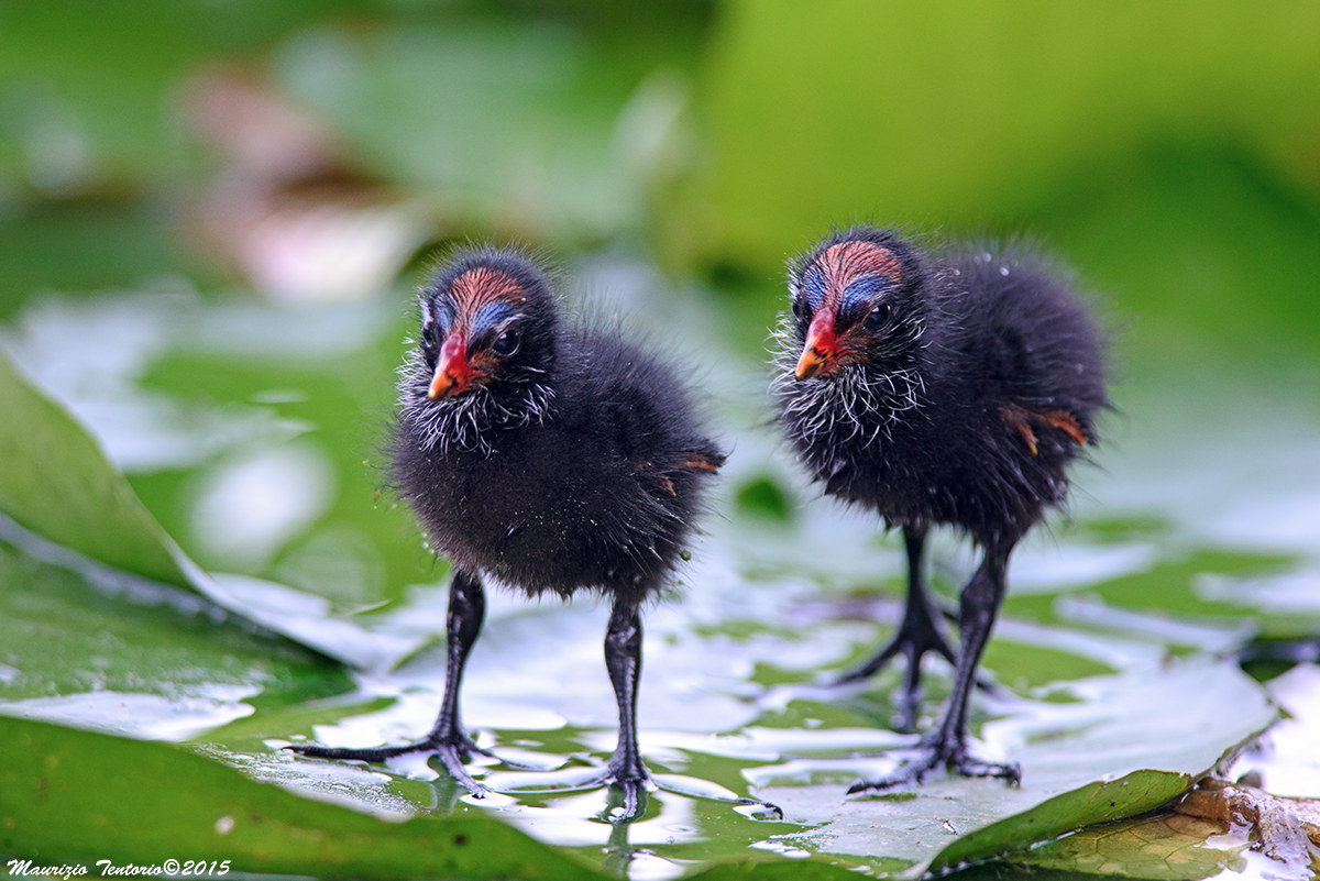 Pulli di gallinella d'acqua