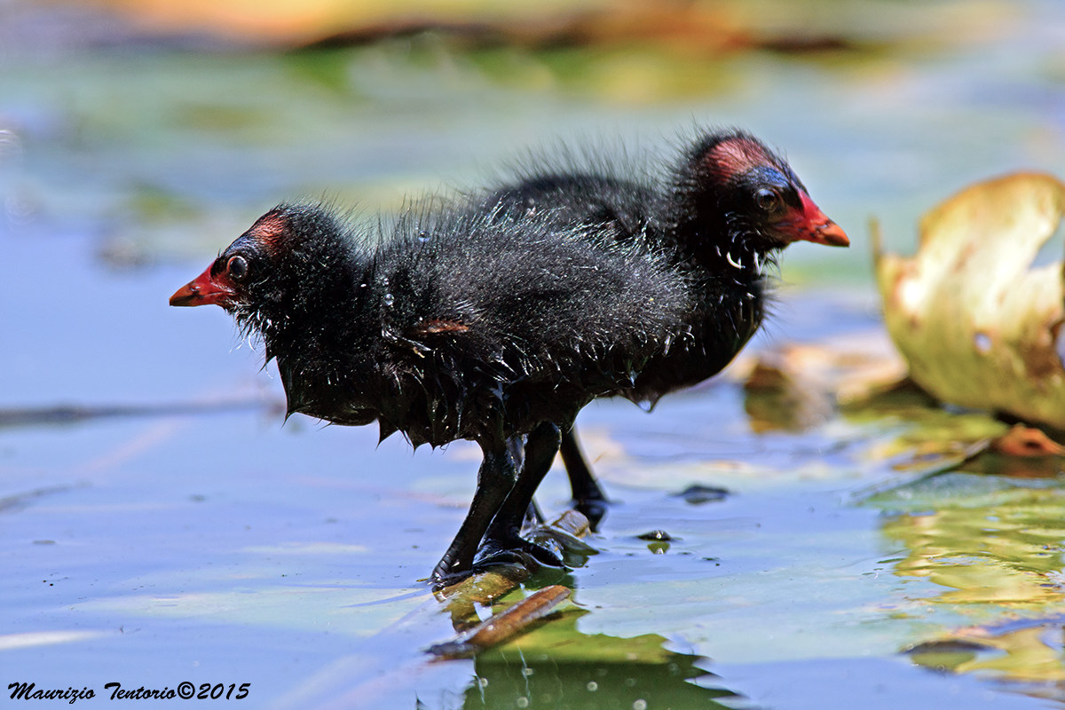Pulli  di Gallinella dacqua