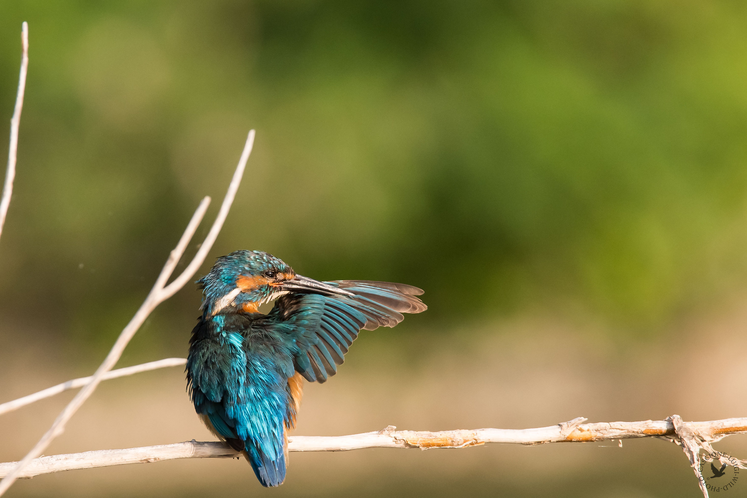 Per il martino da quella parte...!
