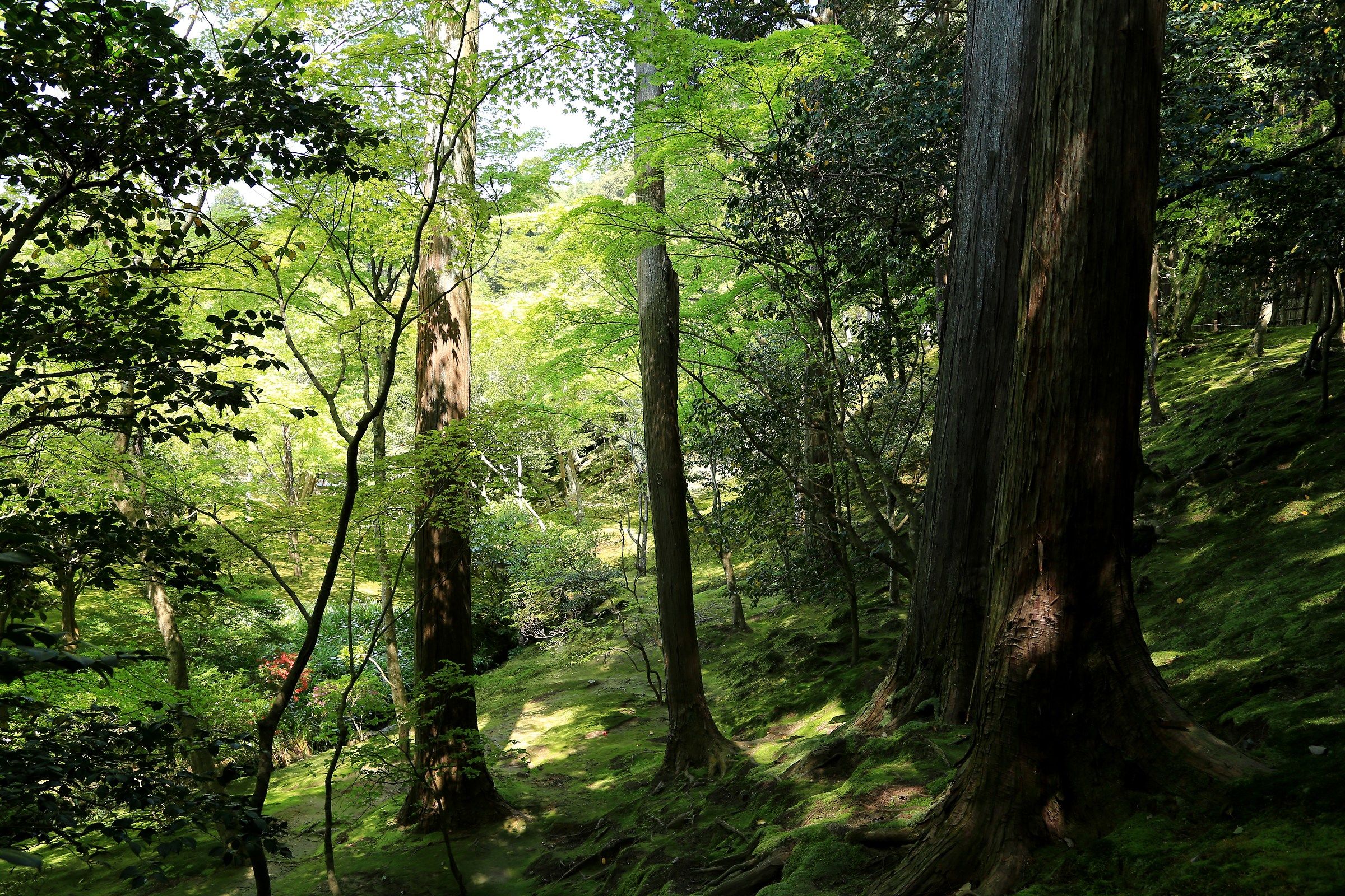 giardino del padiglione d'argento