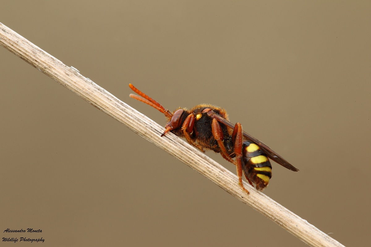 Wasp