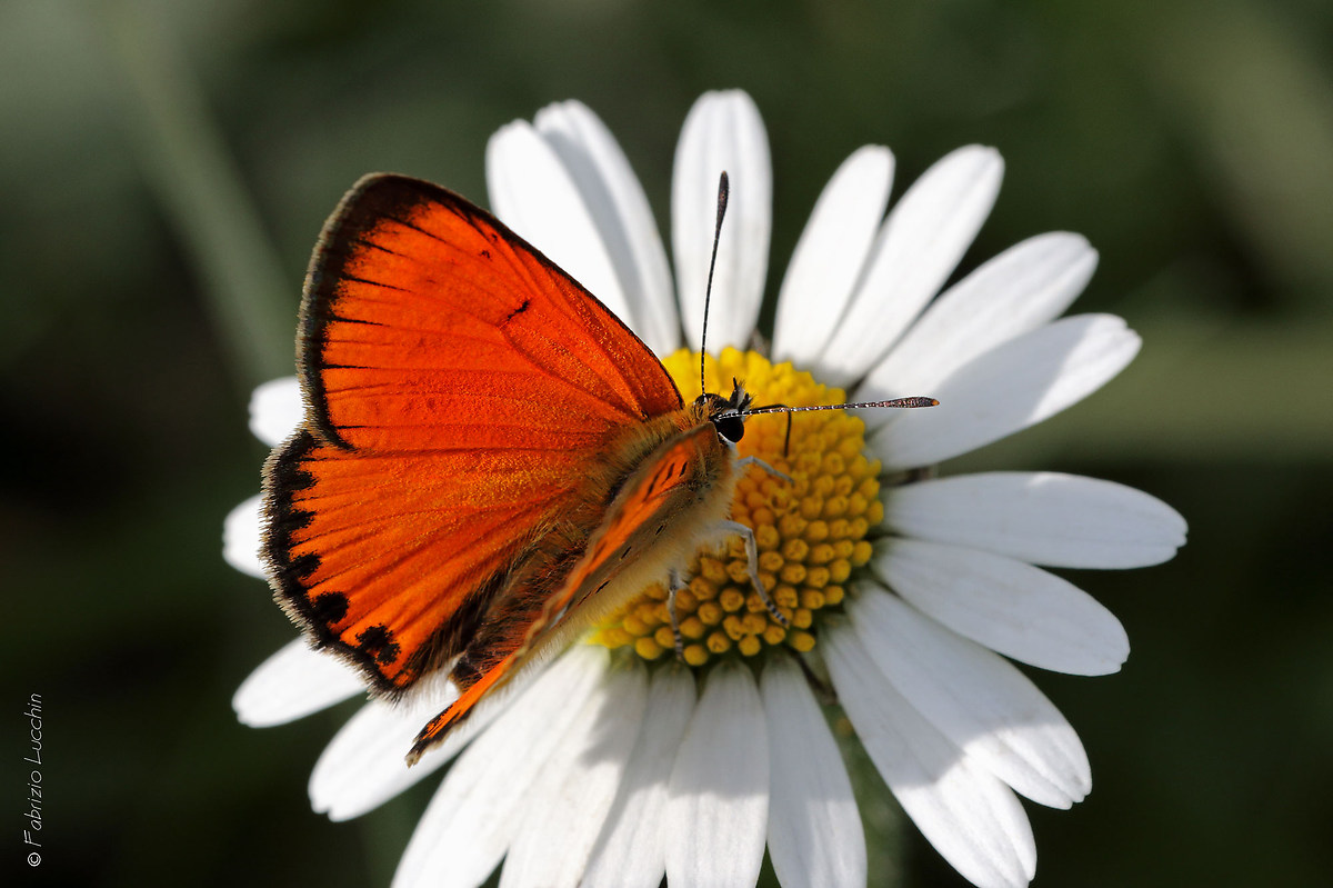 Lycaena h. eurydame maschio
