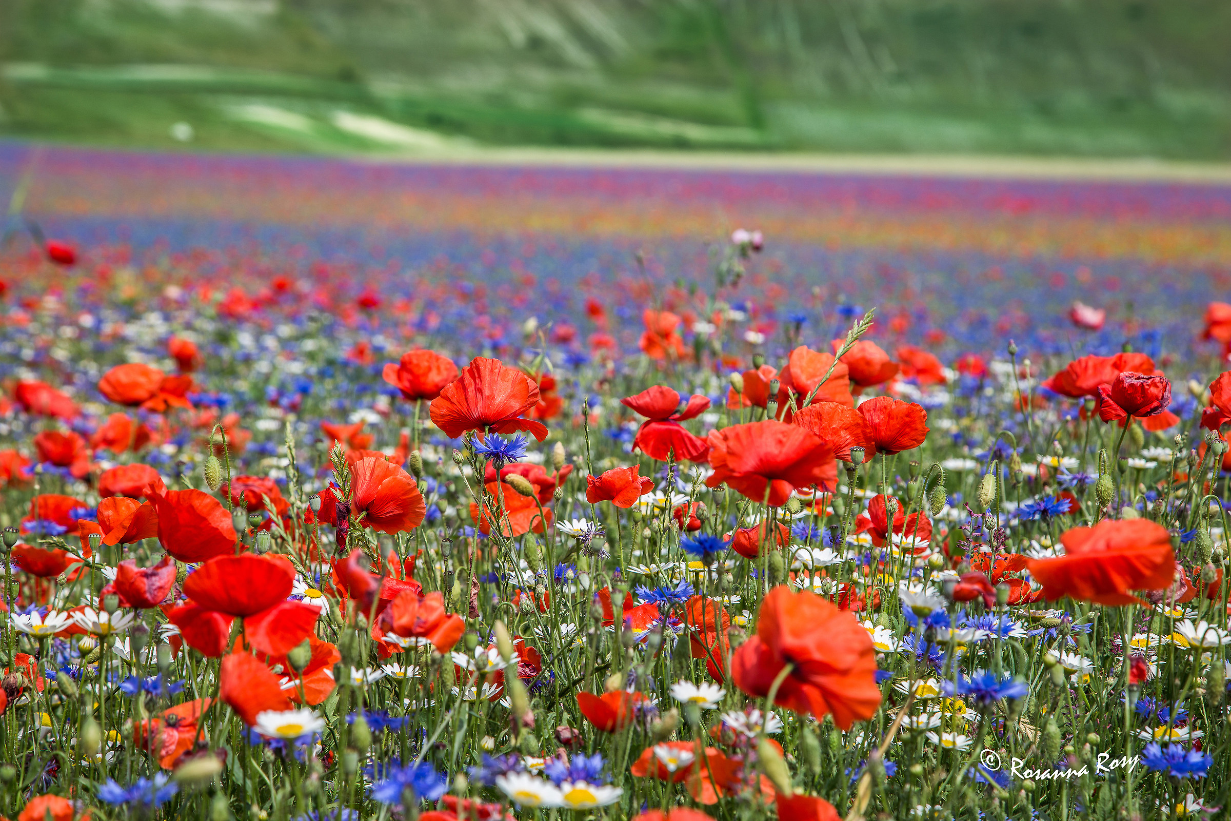 Flowering Castelluccio 2015