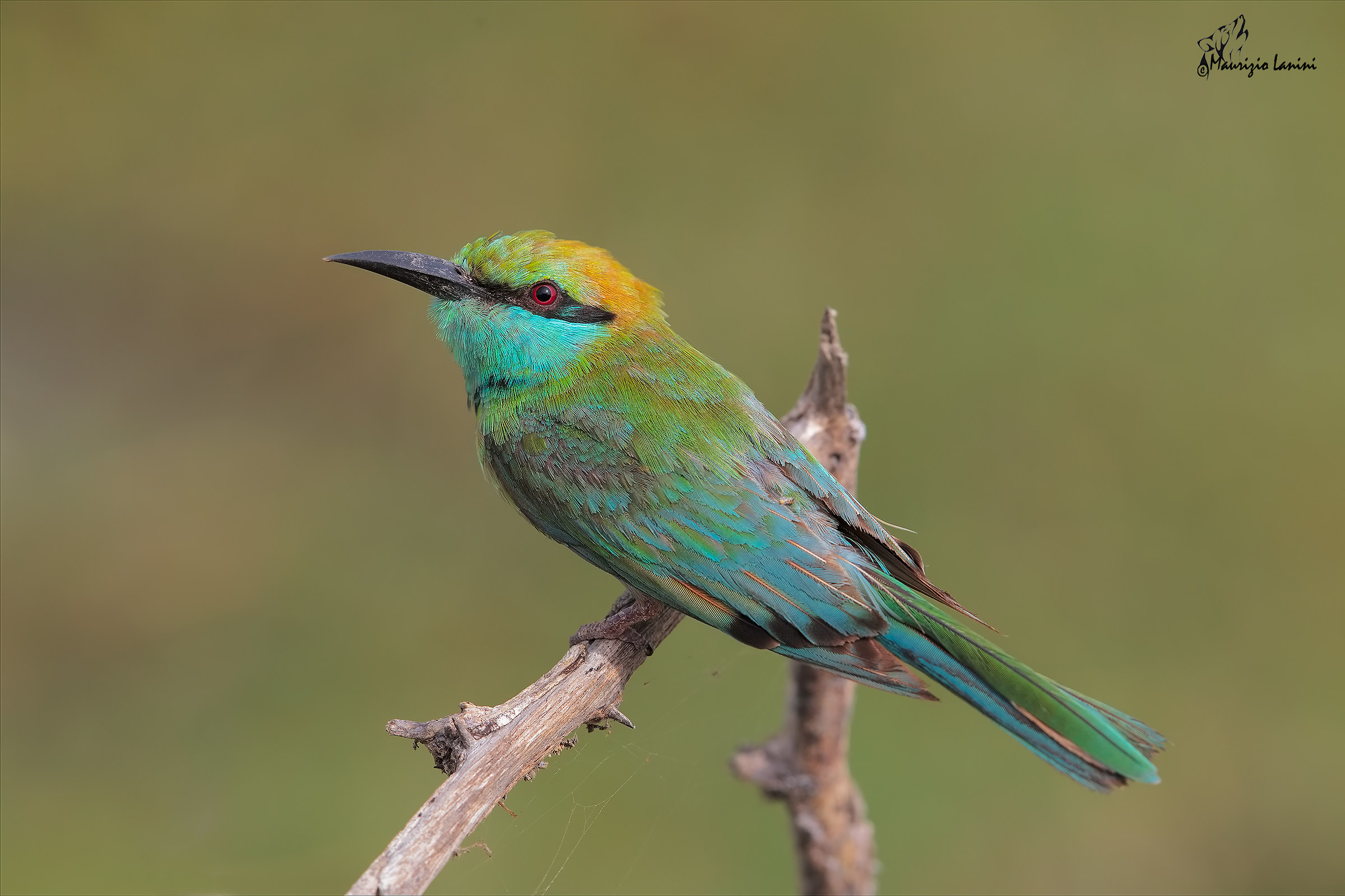 Gruccione ( Merops orientalis ) solo HD