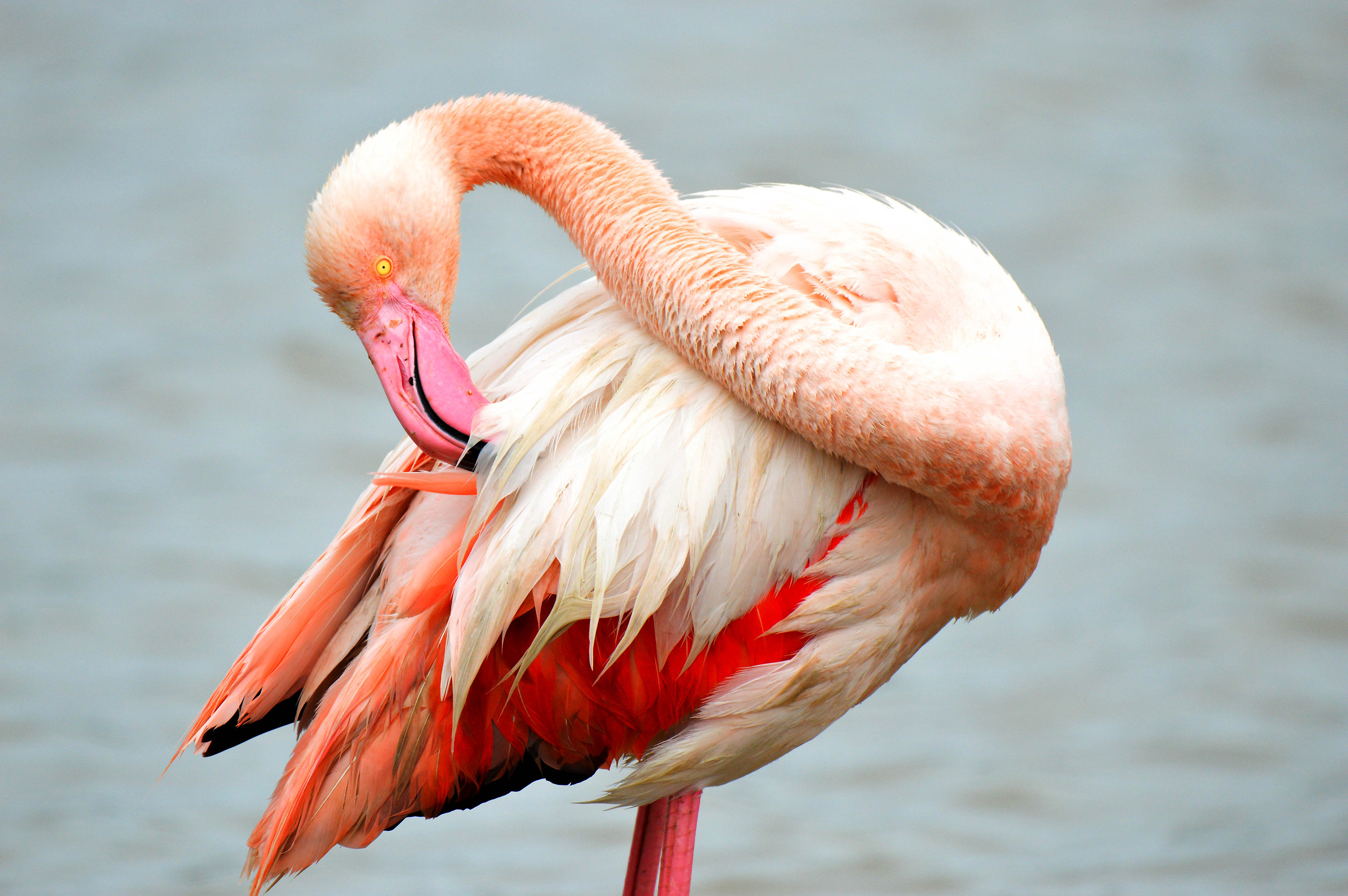 Phoenicopterus roseus