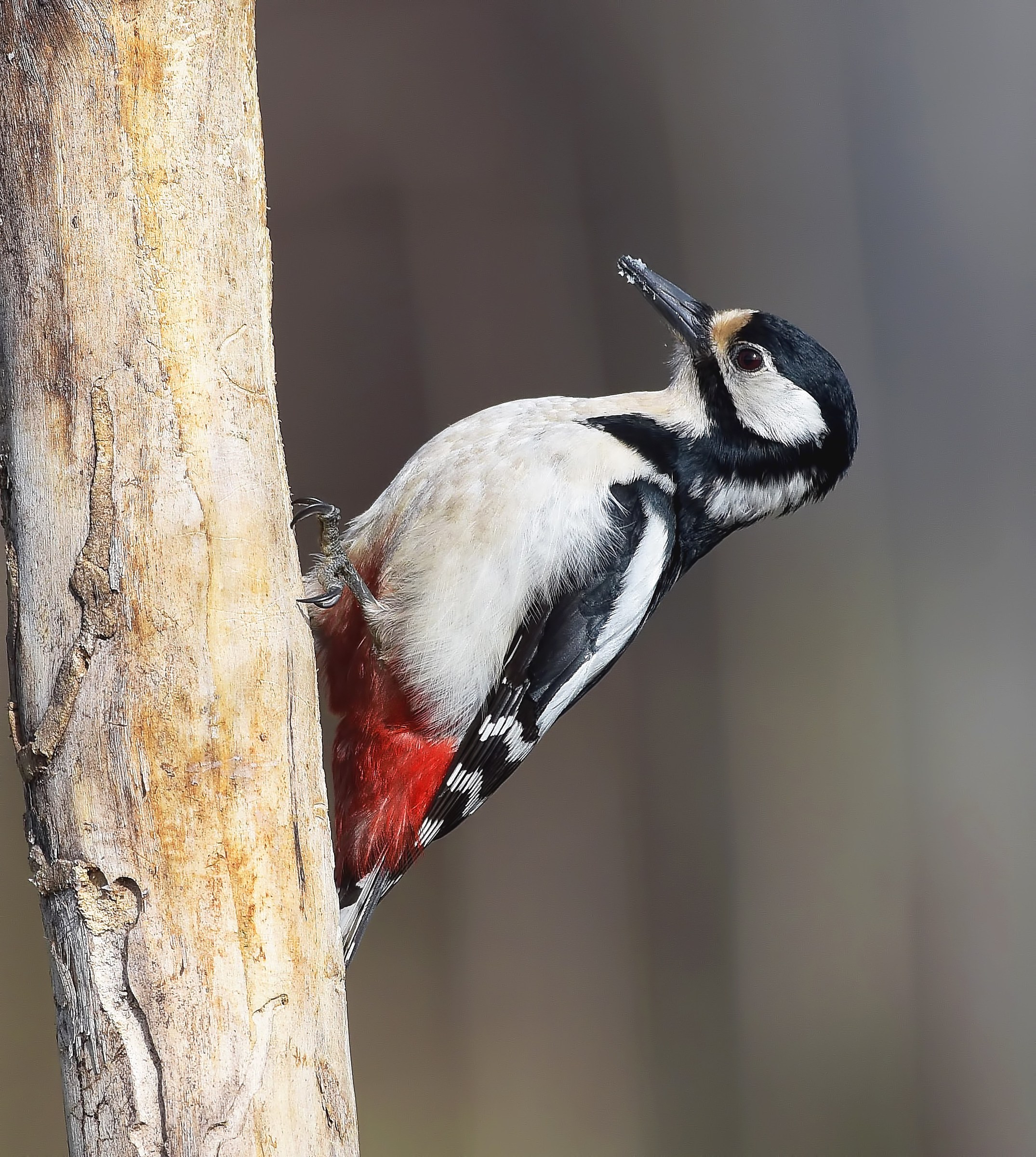 Picchio Rosso Maggiore!