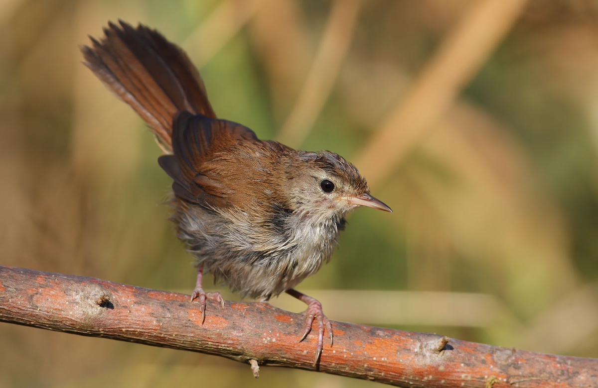 Cetti's Warbler