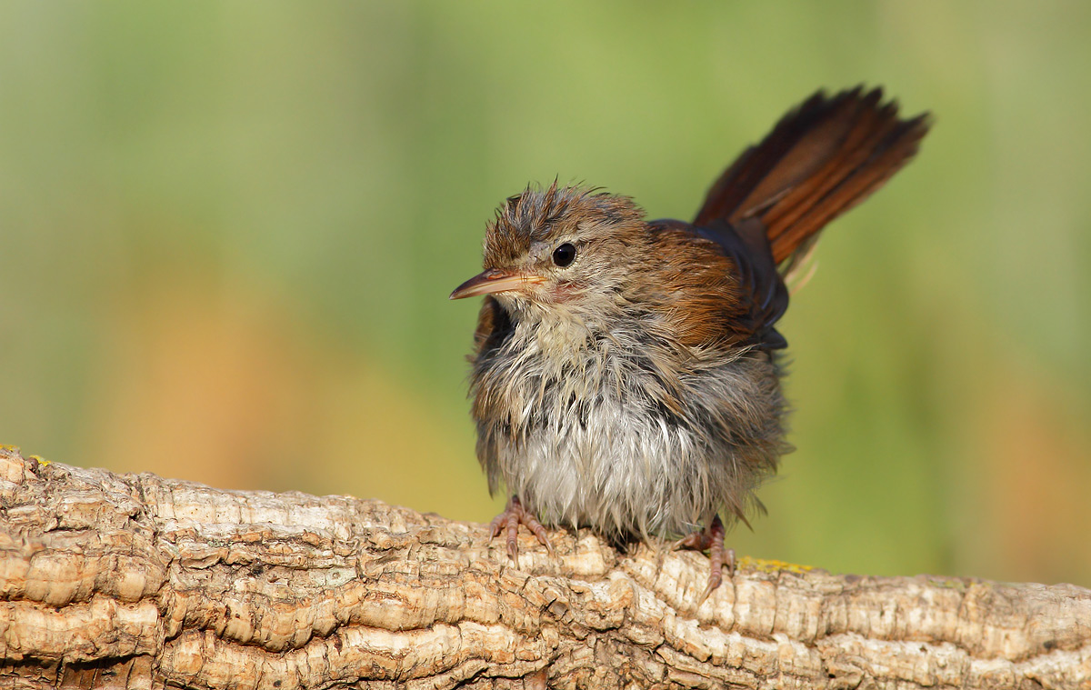 Cetti's Warbler
