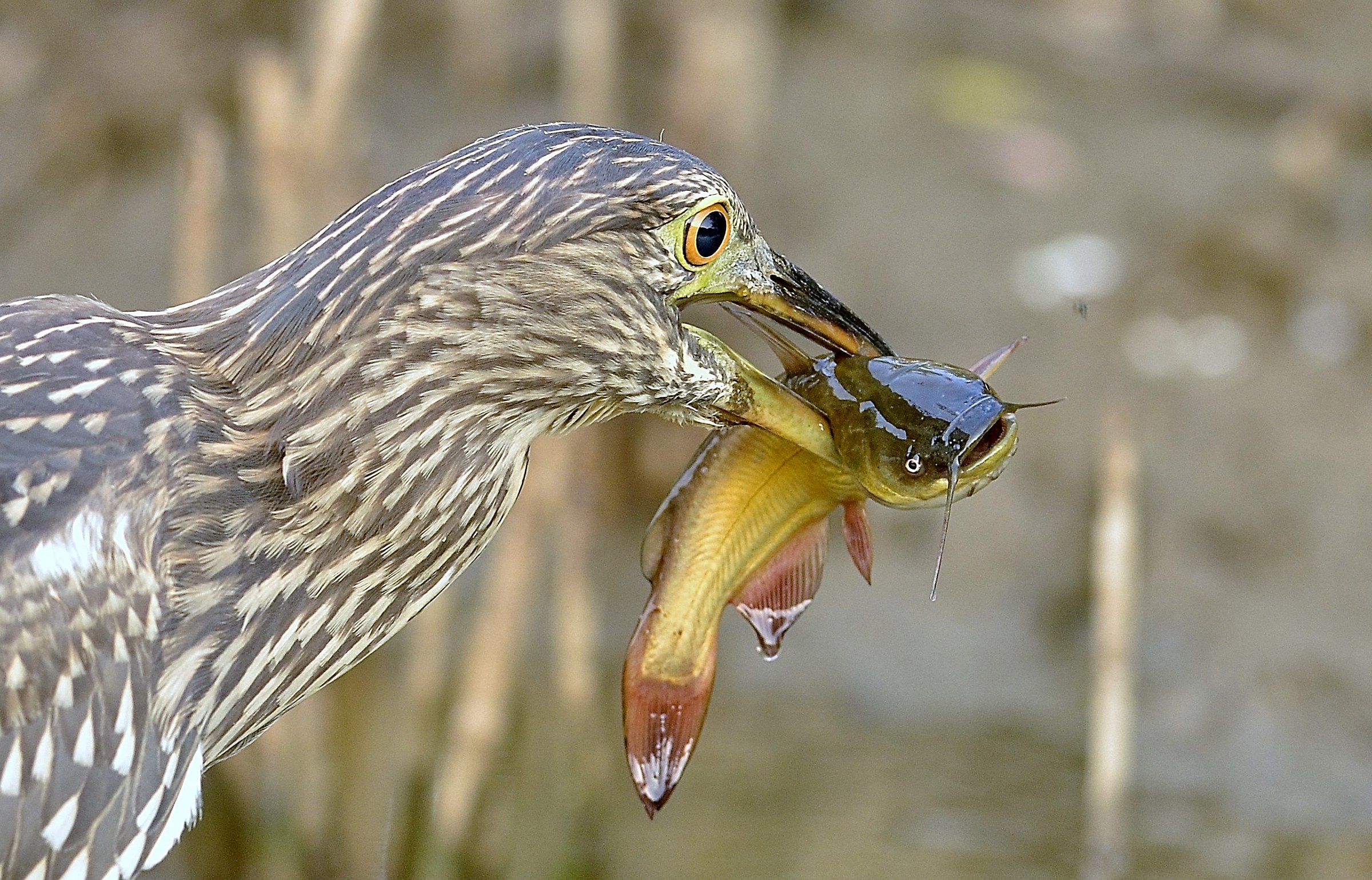 Giovane nitticora con pesce gatto