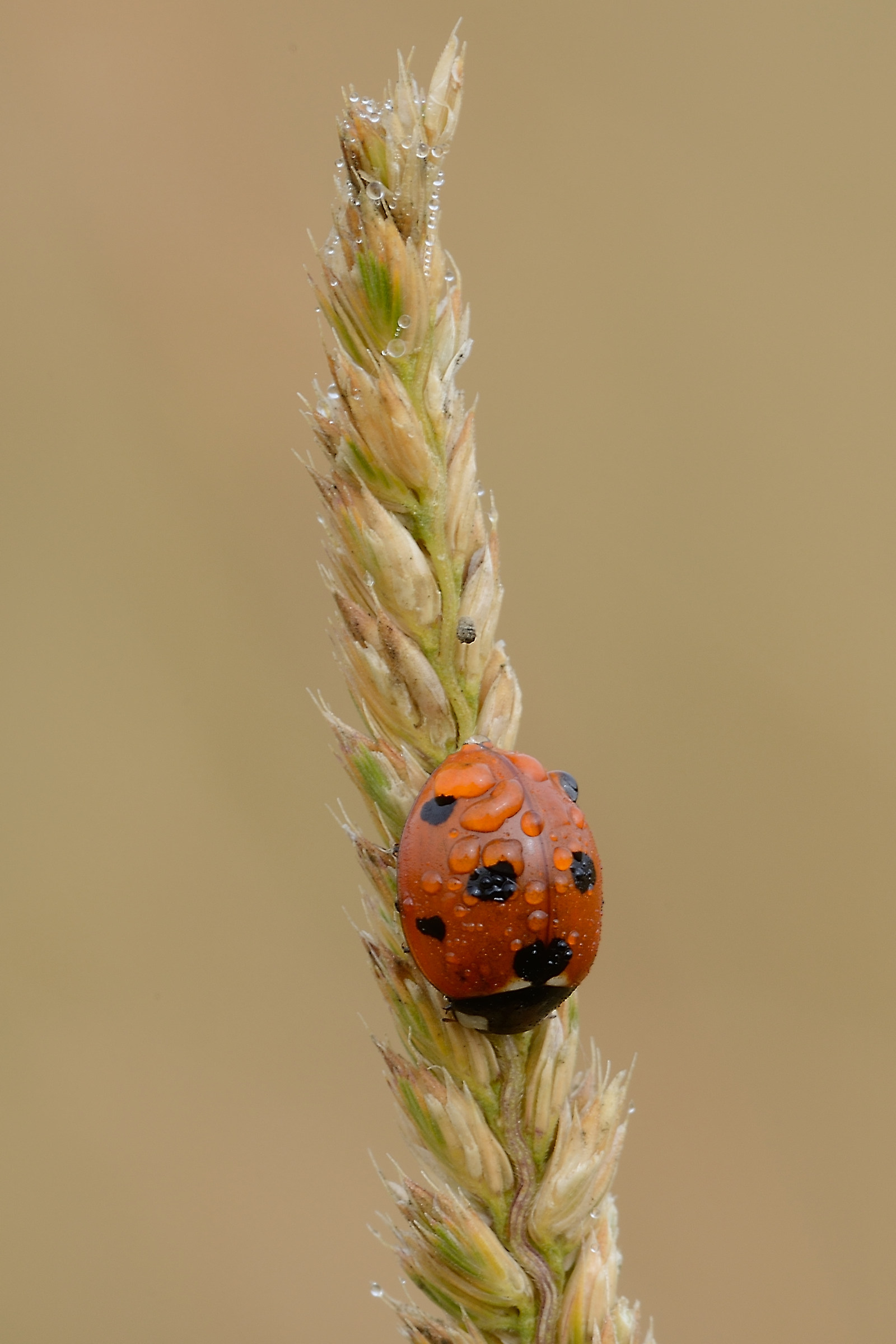coccinella