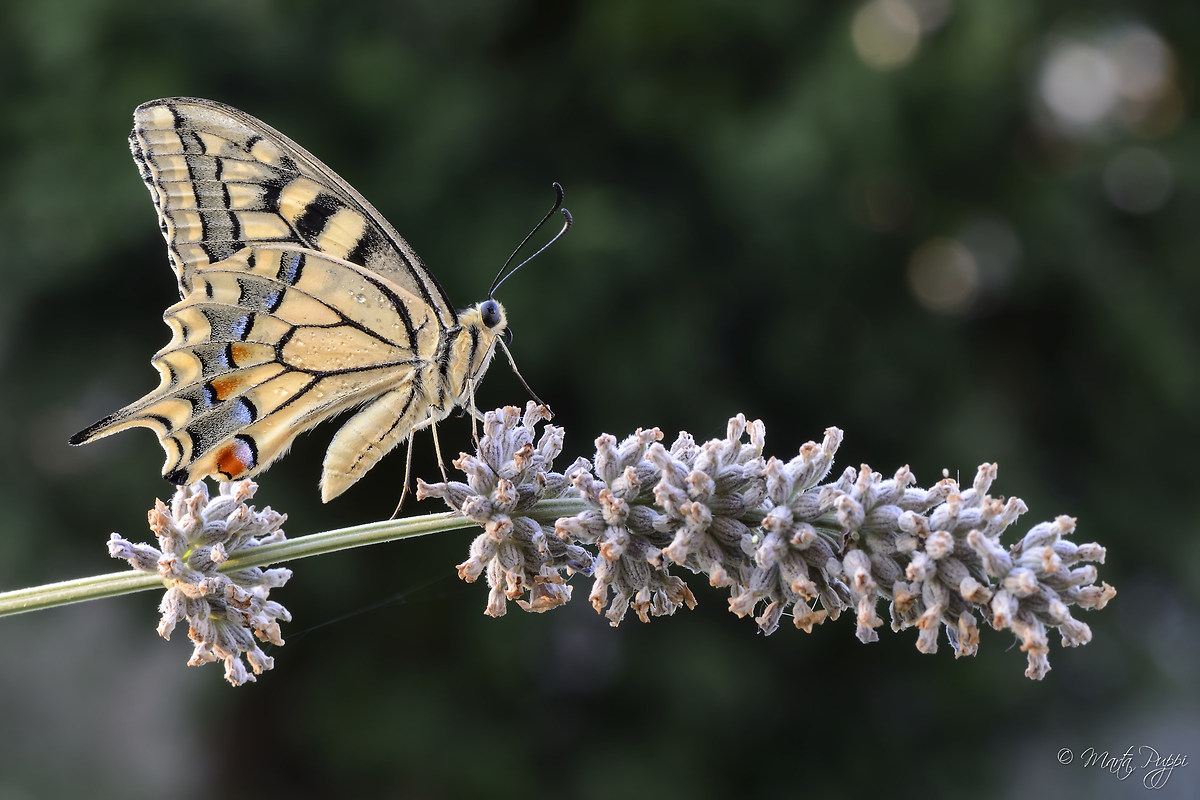 Papilio Machaon