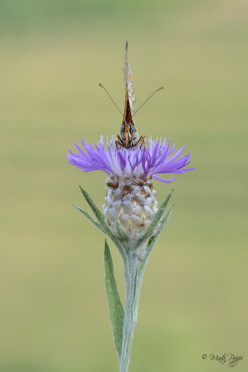 I'm watching you ...