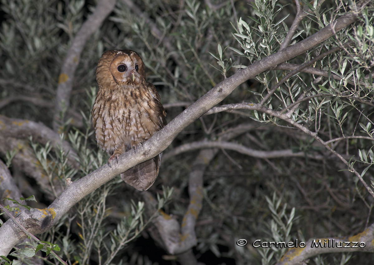 Allocco Sicilian _Strix aluco_