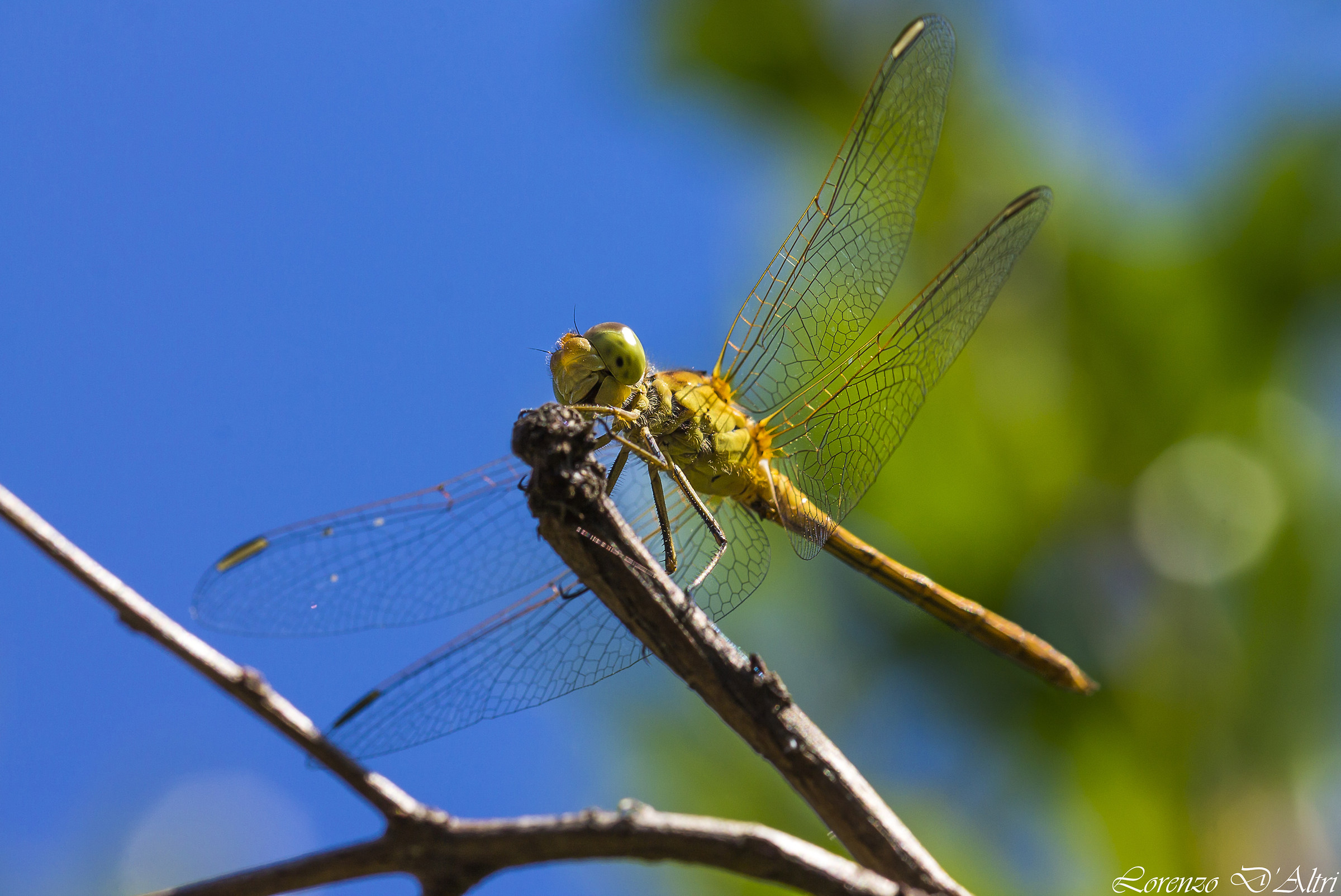 Dragonfly