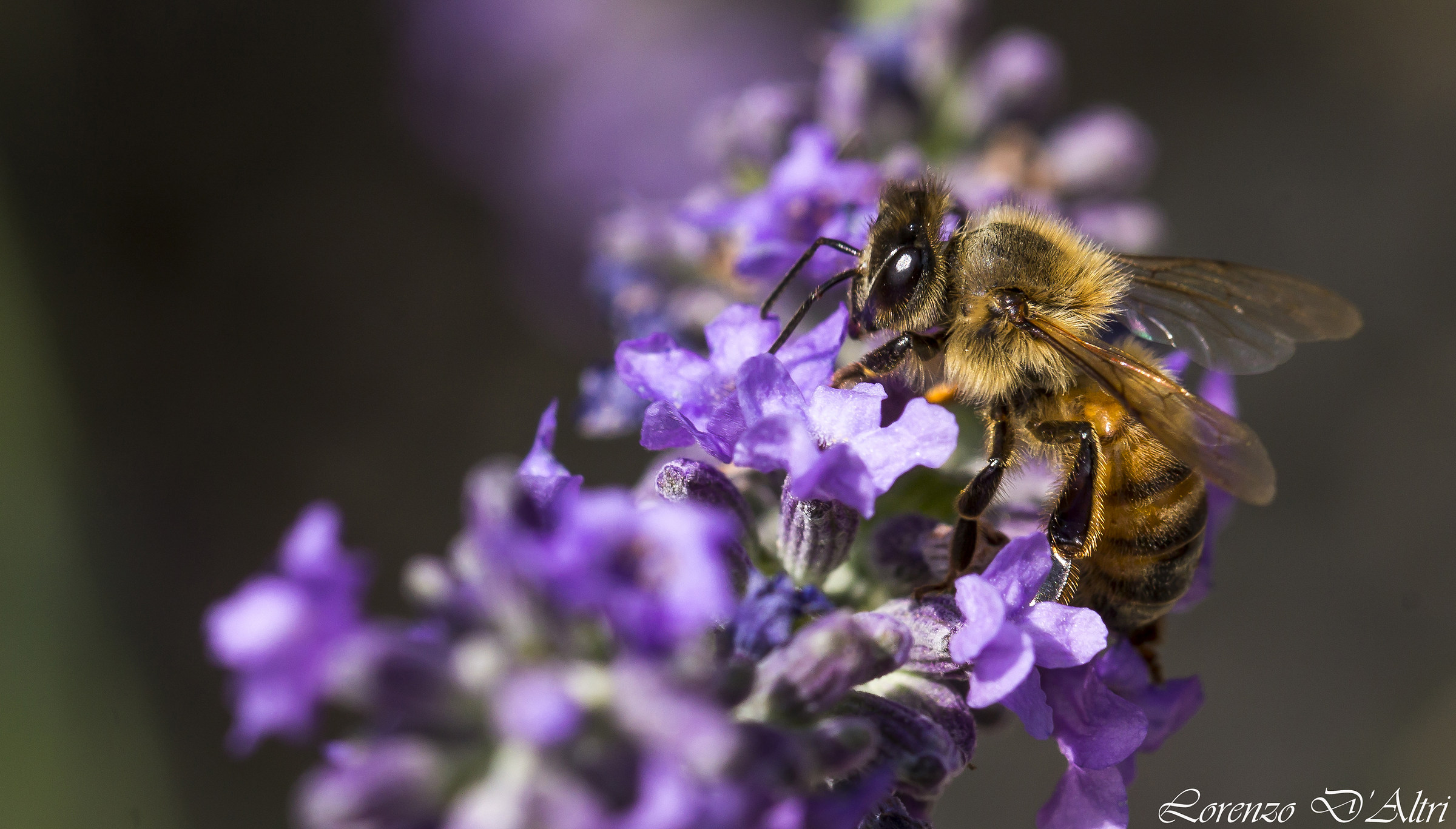 che buona la lavanda