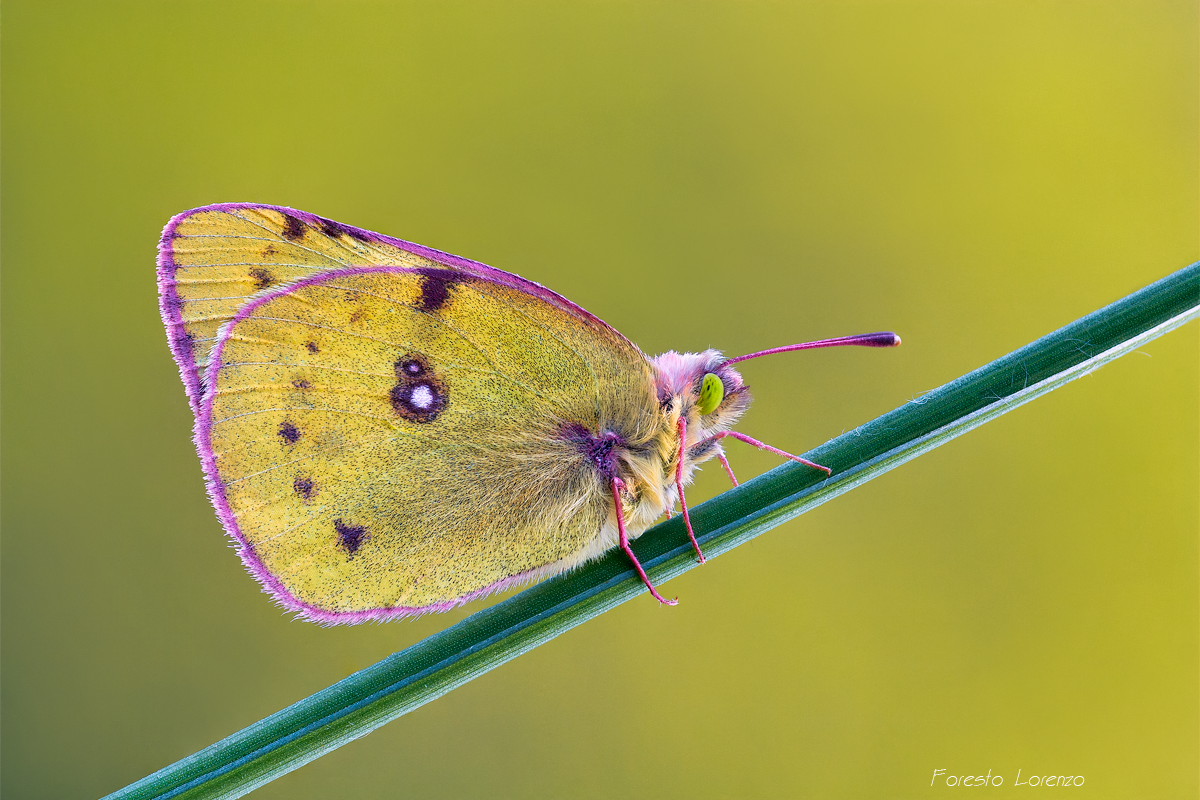 Colias crocea