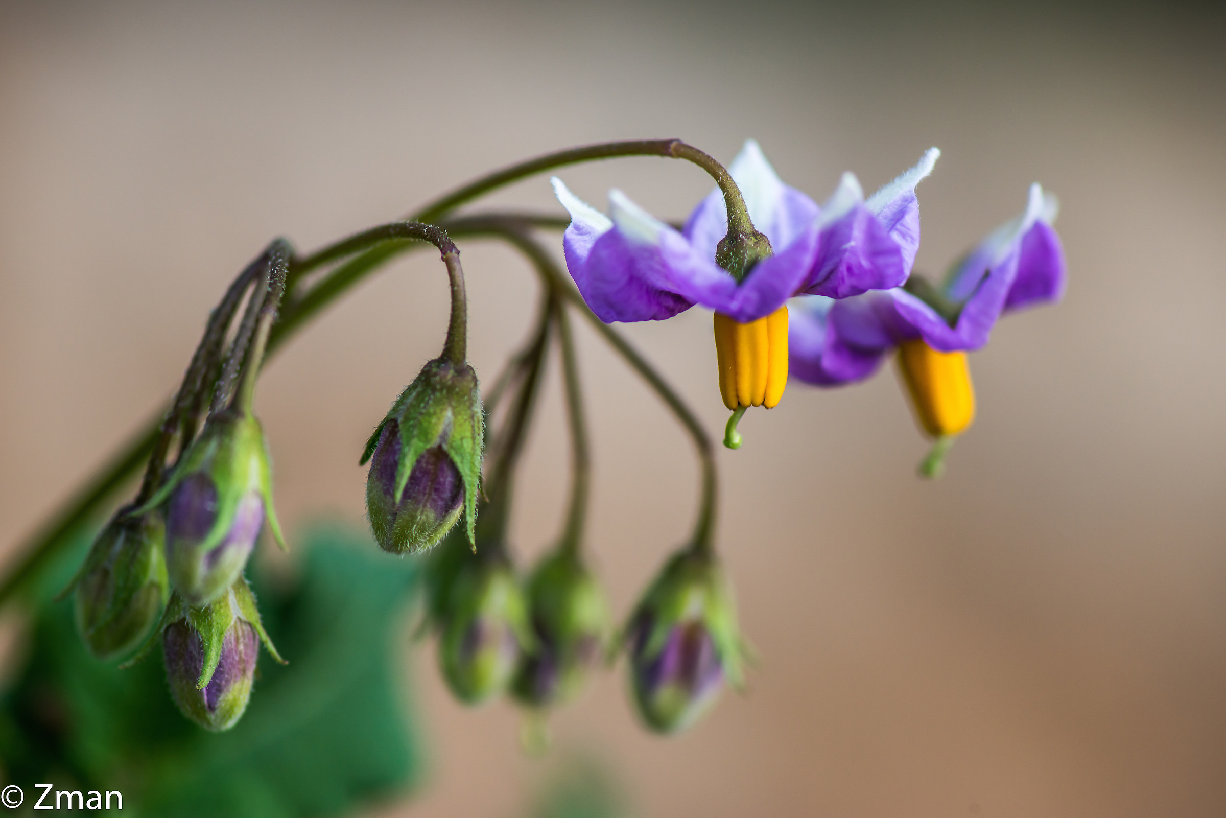 Potato Flowers