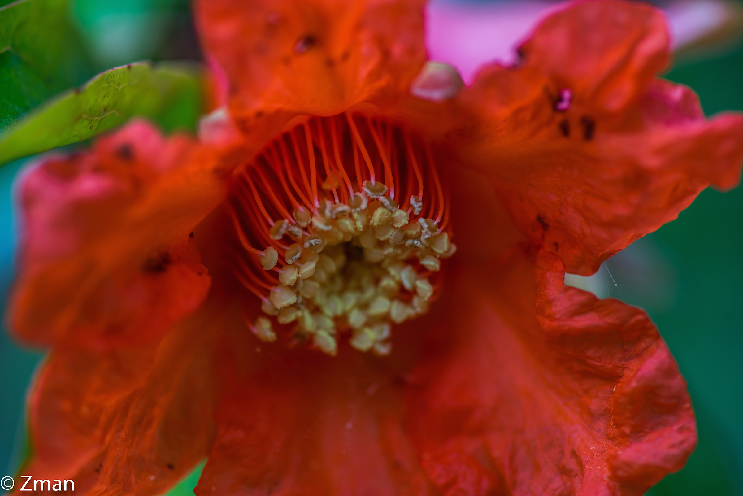 Pomegranate Flower